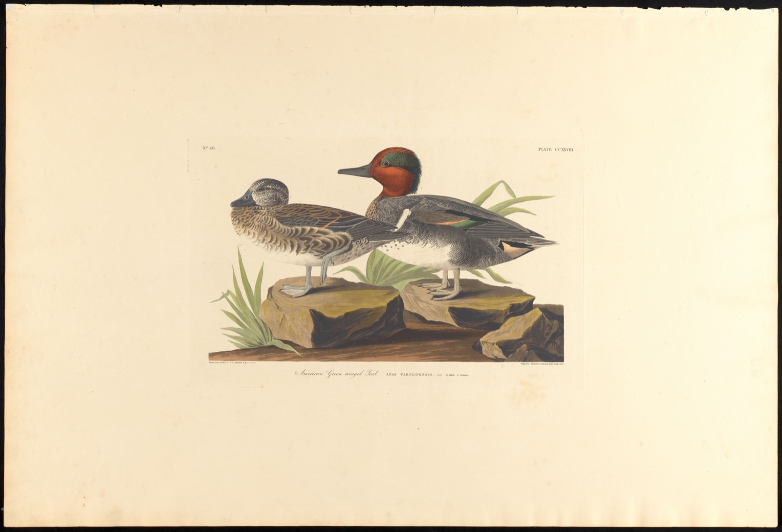 American green winged teal — Audubon, John James, 1785-1851 (Artist); Havell, Robert, 1793-1878 (Engraver)