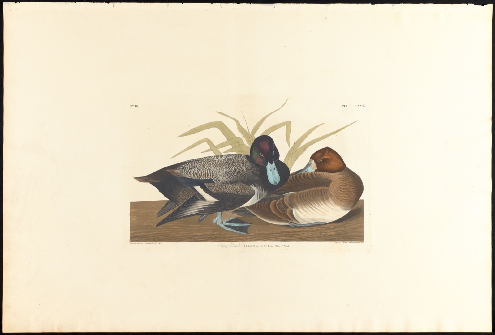 Scaup duck — Audubon, John James, 1785-1851 (Artist); Havell, Robert, 1793-1878 (Engraver)