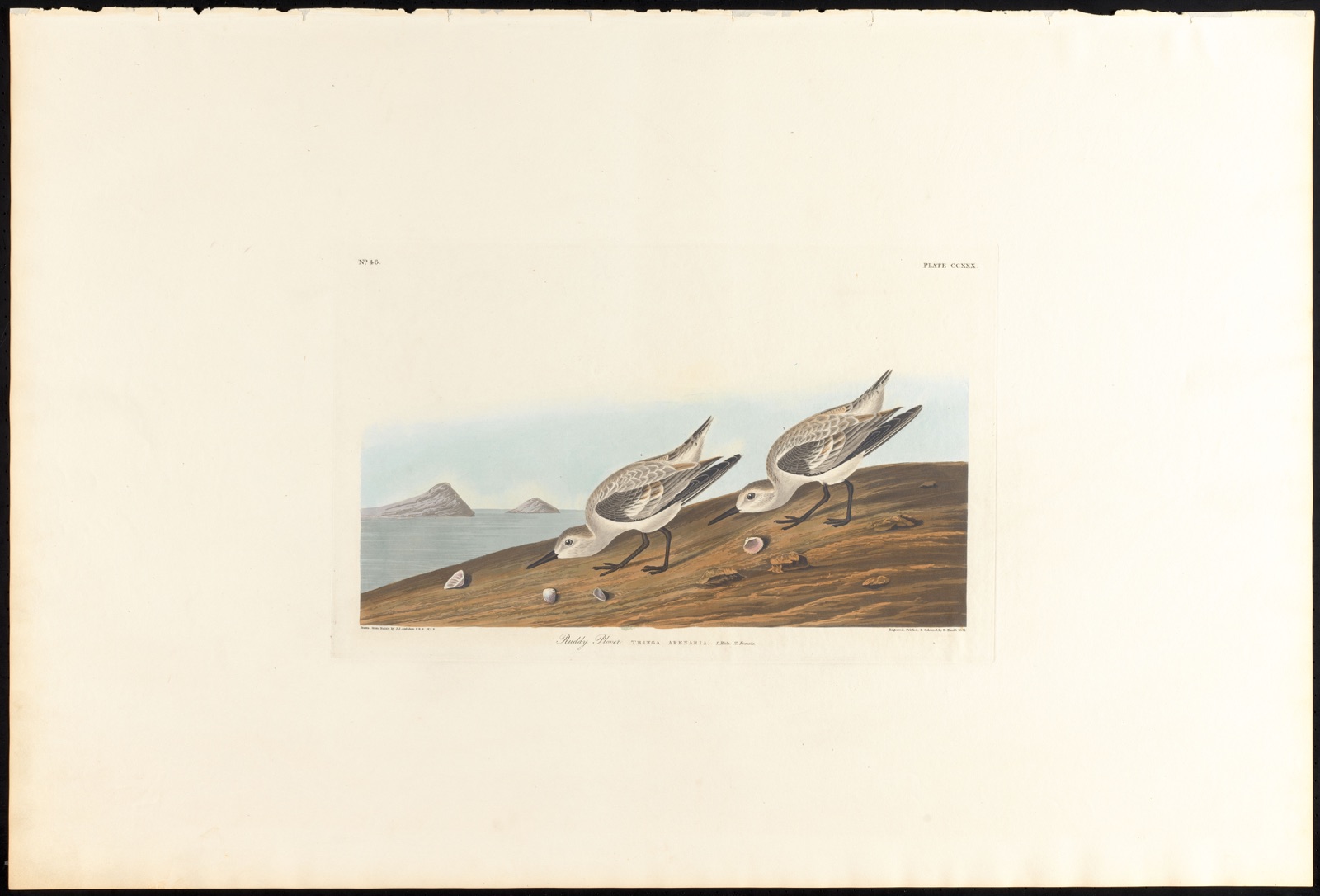 Ruddy plover — Audubon, John James, 1785-1851 (Artist); Havell, Robert, 1793-1878 (Engraver)