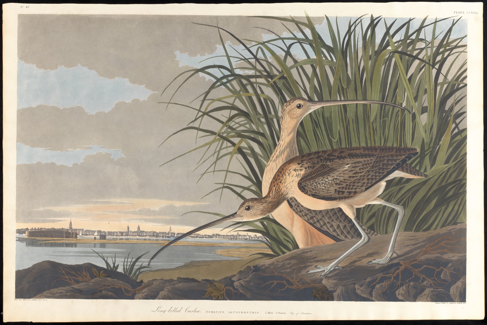Long-billed curlew — Audubon, John James, 1785-1851 (Artist); Havell, Robert, 1793-1878 (Engraver)