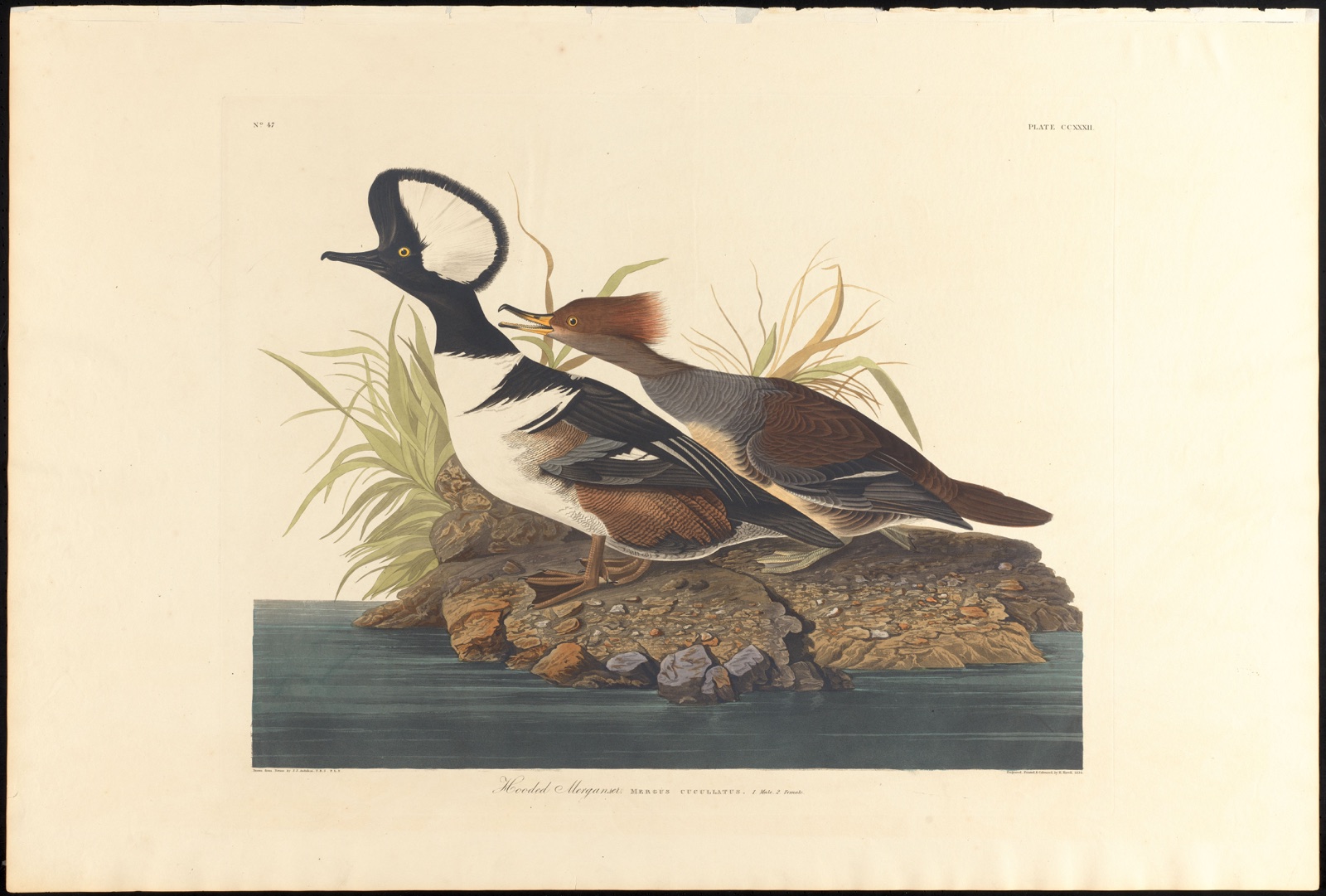 Hooded merganser — Audubon, John James, 1785-1851 (Artist); Havell, Robert, 1793-1878 (Engraver)