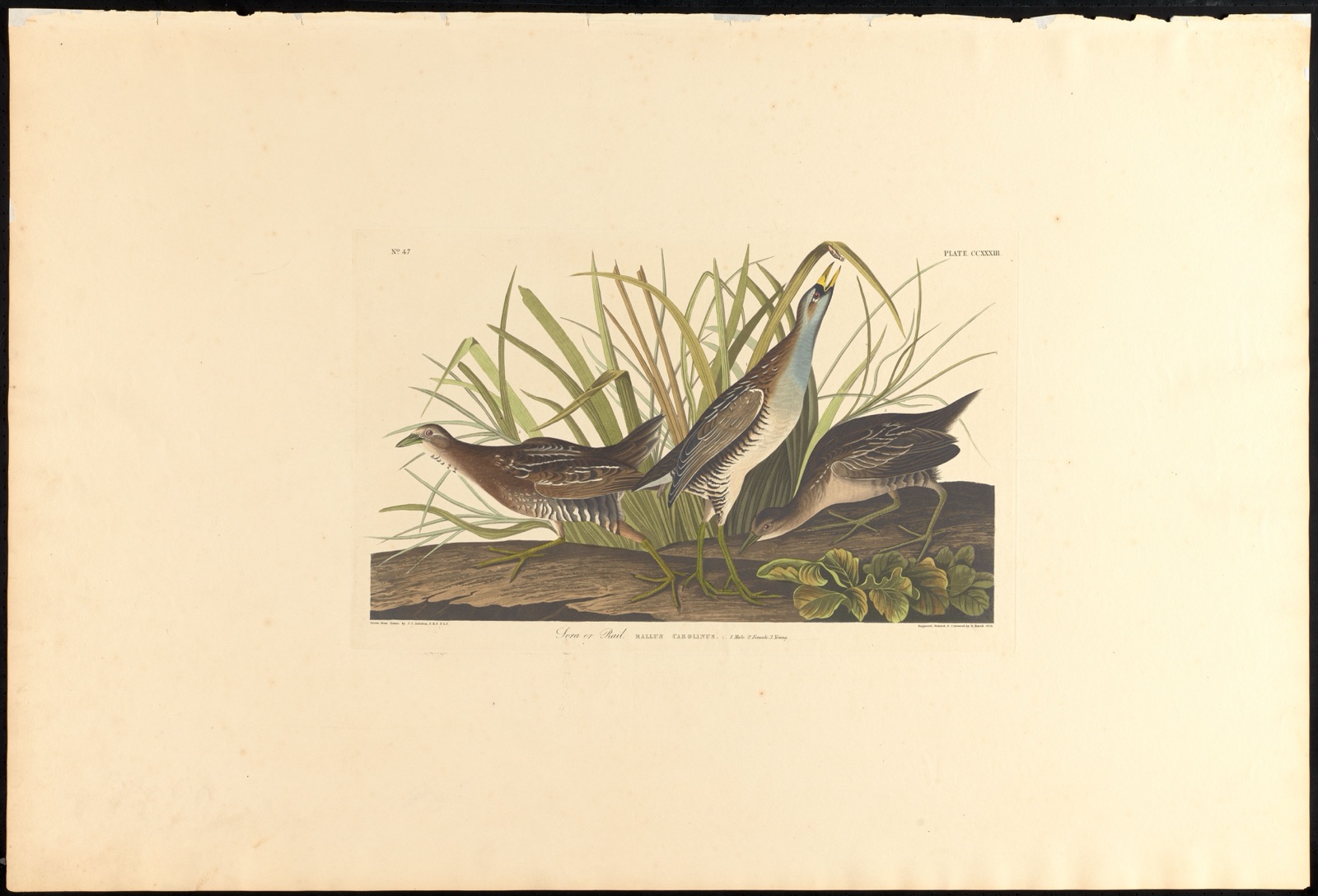 Sora or rail — Audubon, John James, 1785-1851 (Artist); Havell, Robert, 1793-1878 (Engraver)