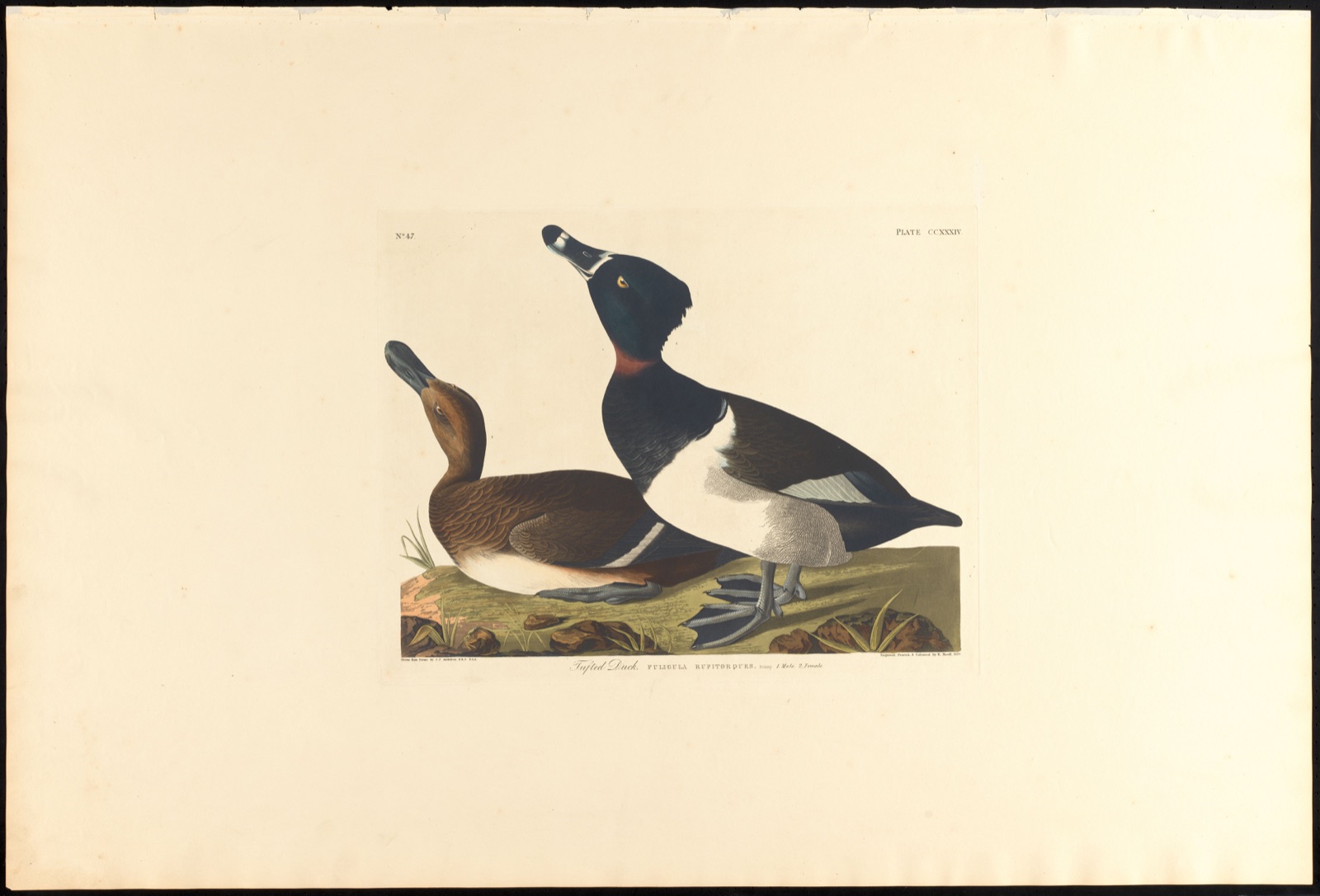 Tufted duck — Audubon, John James, 1785-1851 (Artist); Havell, Robert, 1793-1878 (Engraver)