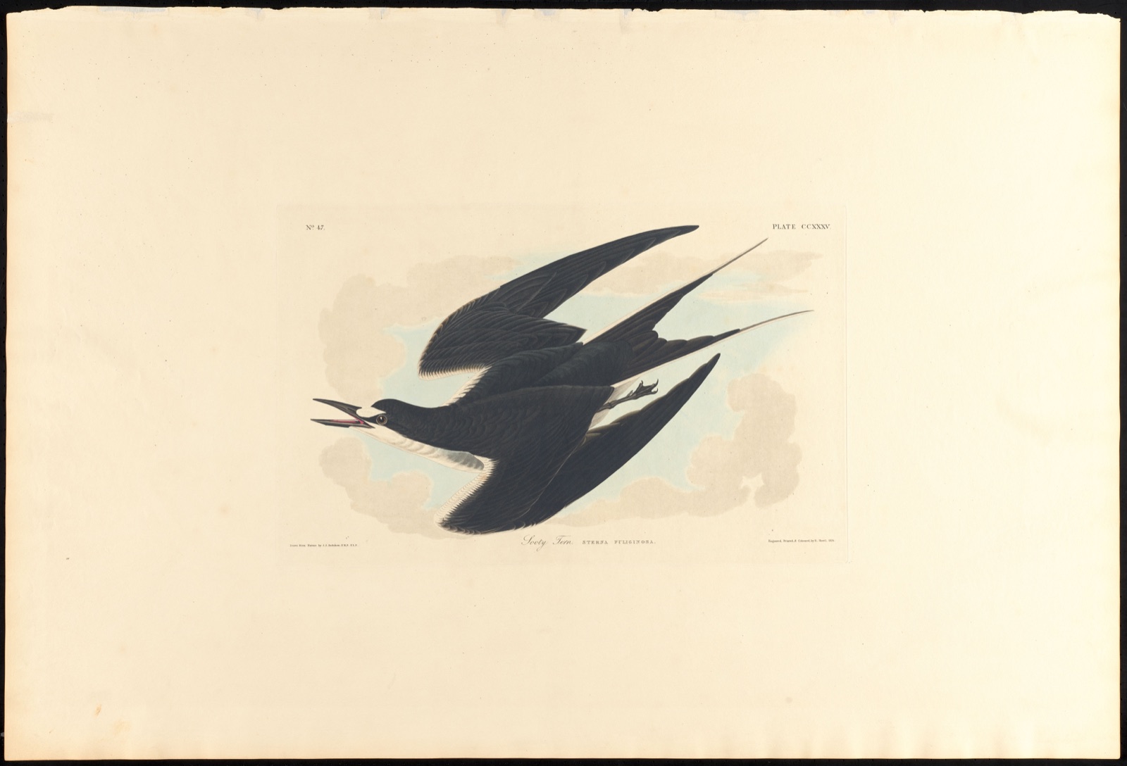 Sooty tern — Audubon, John James, 1785-1851 (Artist); Havell, Robert, 1793-1878 (Engraver)