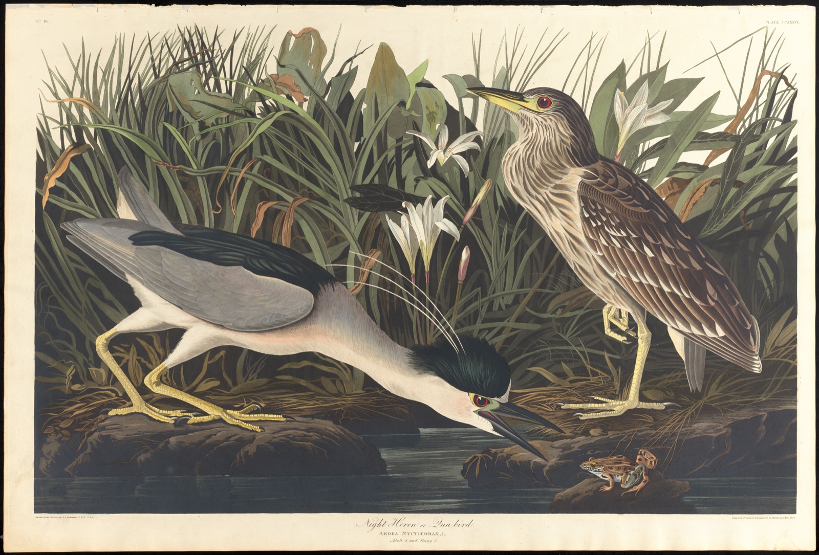 Night heron or qua bird — Audubon, John James, 1785-1851 (Artist); Havell, Robert, 1793-1878 (Engraver)