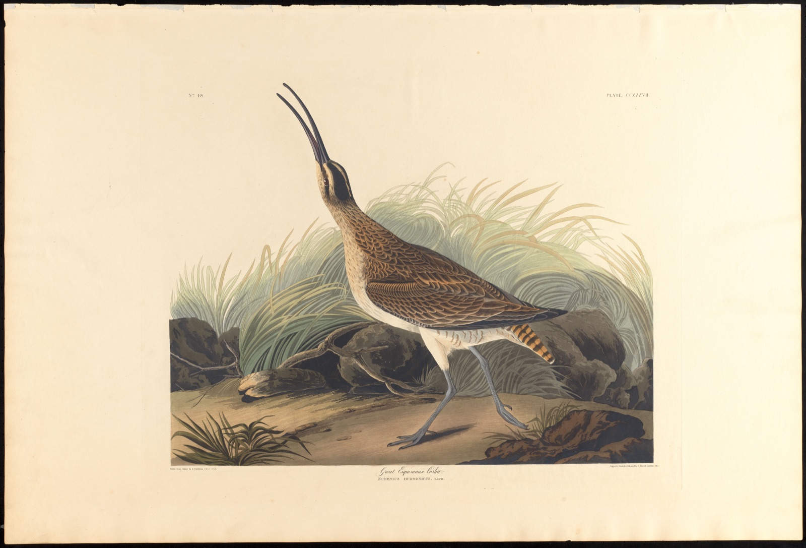 Great equimaux curlew — Audubon, John James, 1785-1851 (Artist); Havell, Robert, 1793-1878 (Engraver)