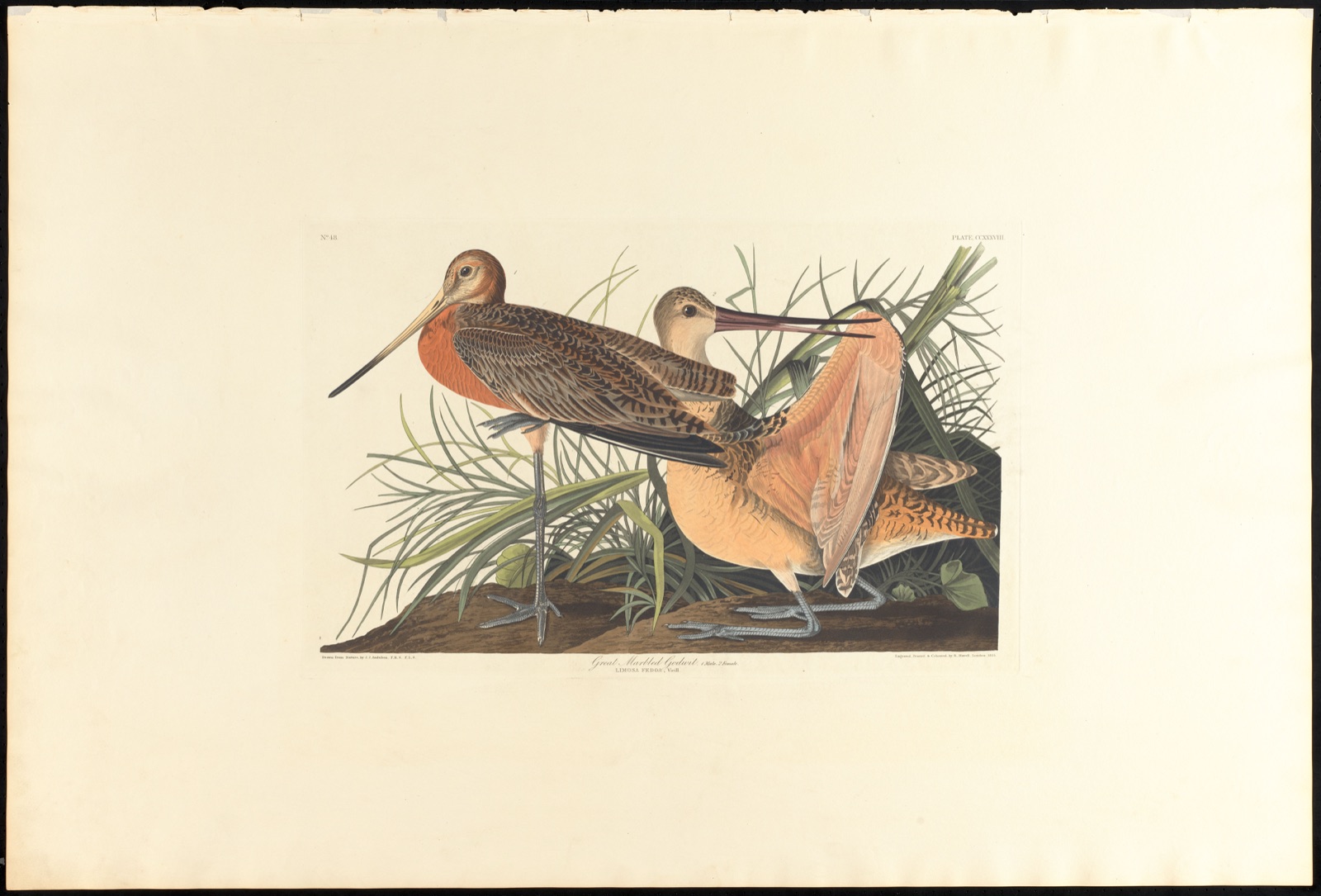 Great marbled godwit — Audubon, John James, 1785-1851 (Artist); Havell, Robert, 1793-1878 (Engraver)