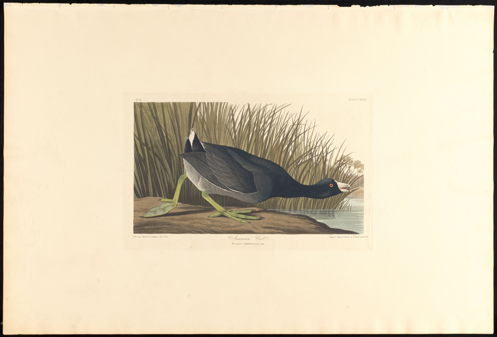 American coot — Audubon, John James, 1785-1851 (Artist); Havell, Robert, 1793-1878 (Engraver)