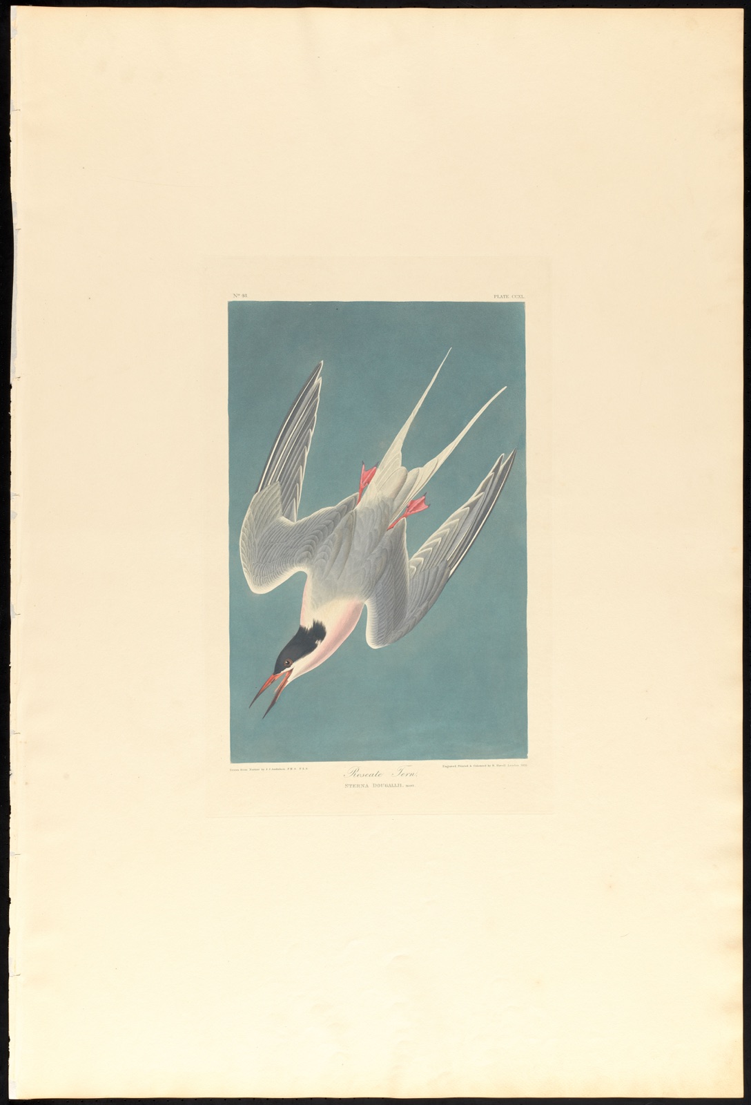 Roseate tern — Audubon, John James, 1785-1851 (Artist); Havell, Robert, 1793-1878 (Engraver)