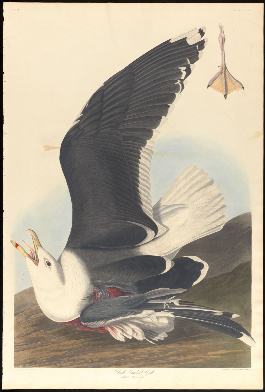 Black backed gull — Audubon, John James, 1785-1851 (Artist); Havell, Robert, 1793-1878 (Engraver)