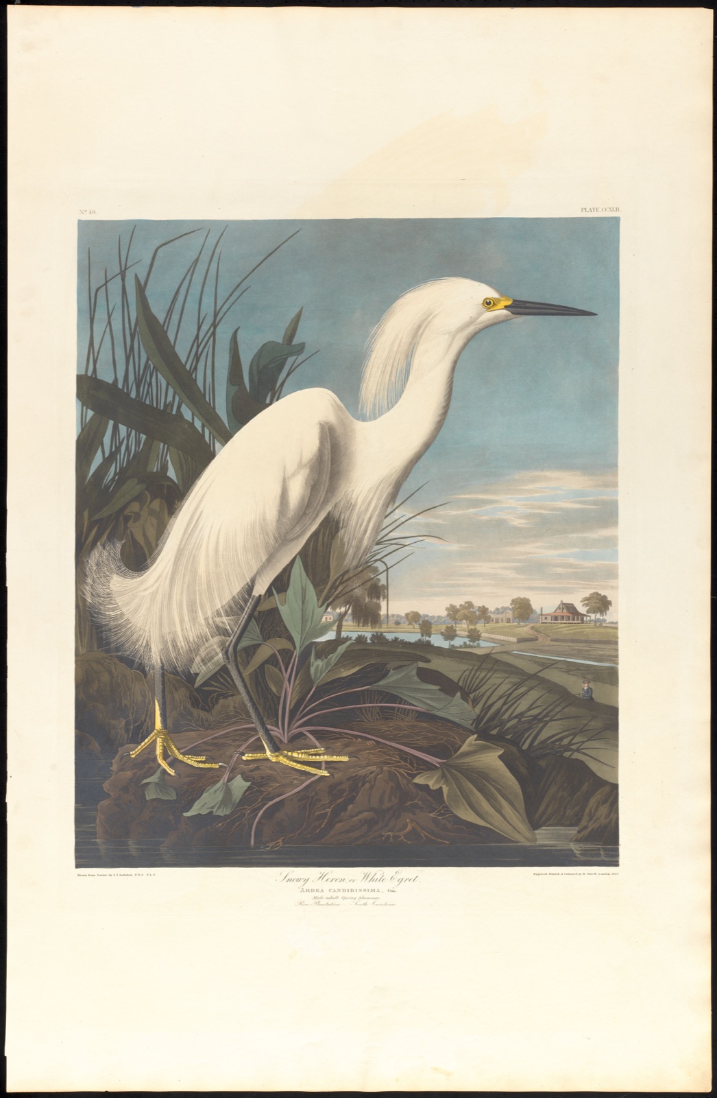 Snowy heron or white egret — Audubon, John James, 1785-1851 (Artist); Havell, Robert, 1793-1878 (Engraver)