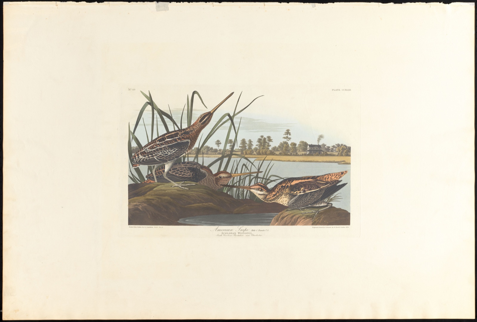American snipe — Audubon, John James, 1785-1851 (Artist); Havell, Robert, 1793-1878 (Engraver)