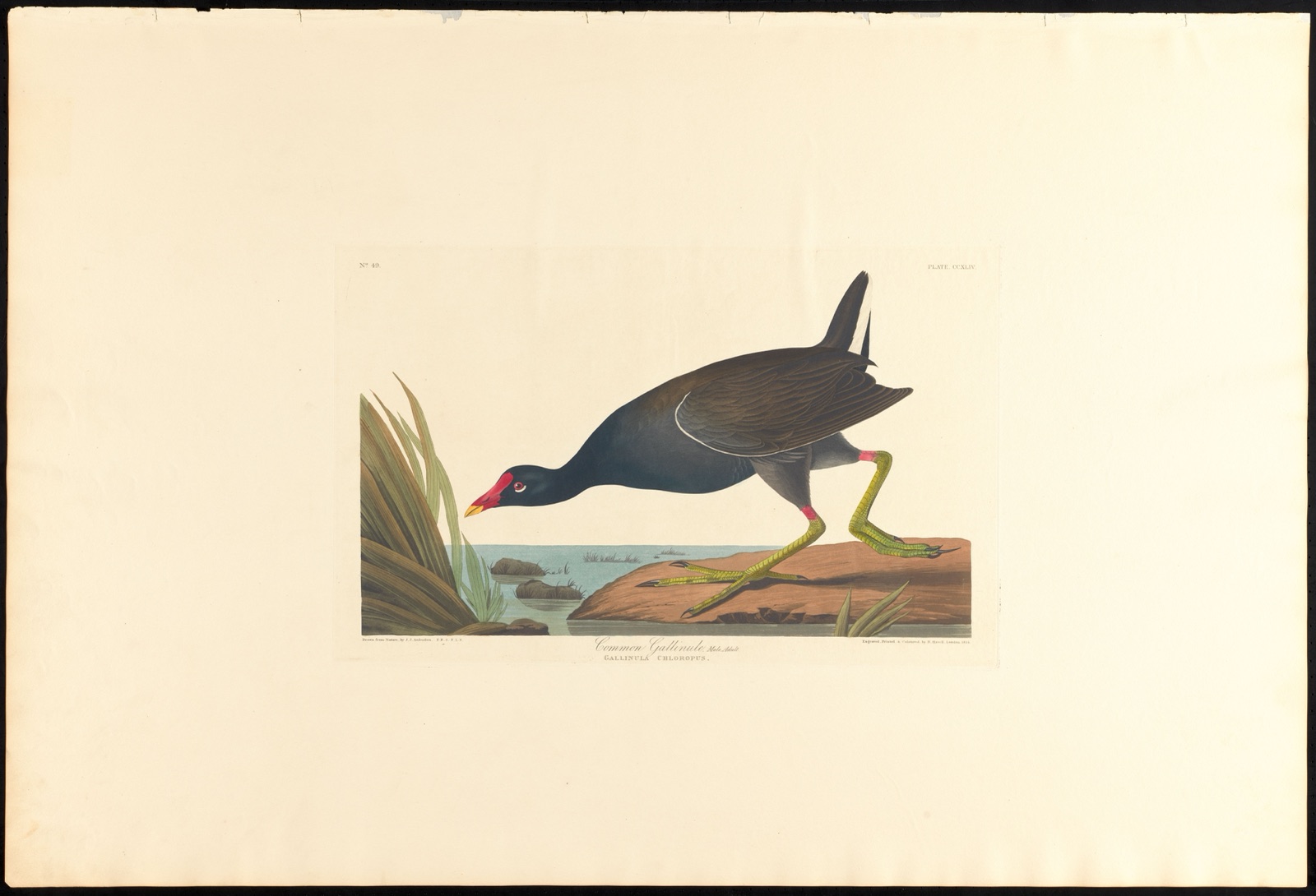 Common gallinule, male, adult — Audubon, John James, 1785-1851 (Artist); Havell, Robert, 1793-1878 (Engraver)