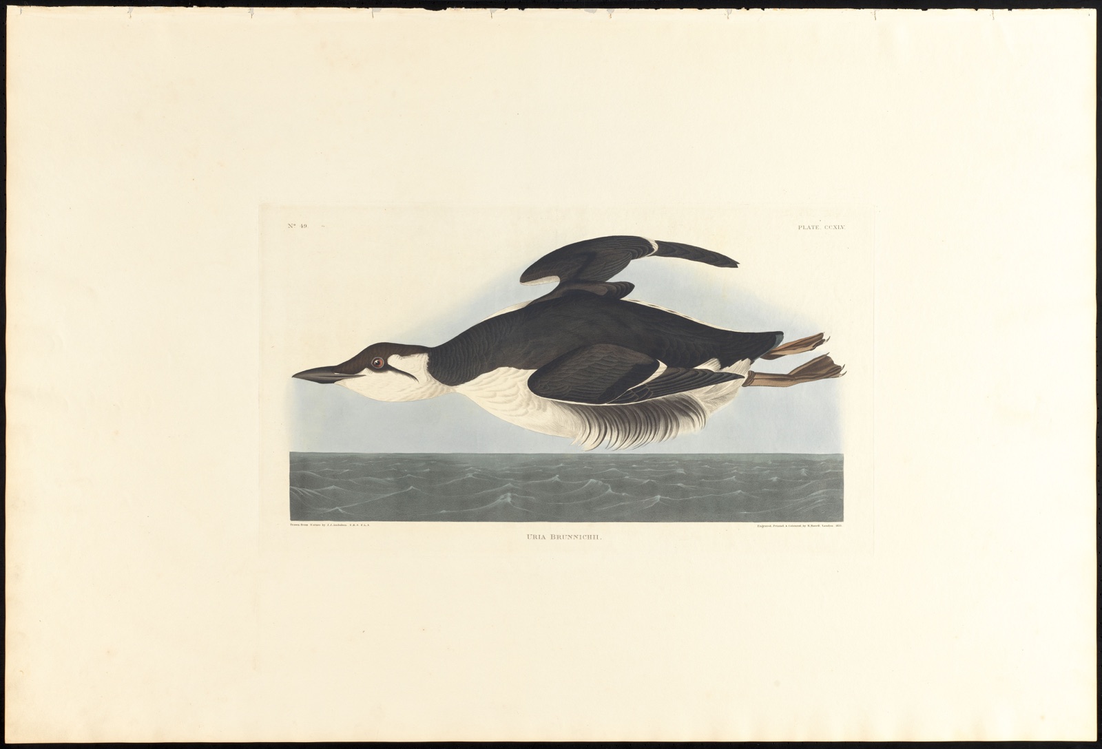 Uria brunnichii — Audubon, John James, 1785-1851 (Artist); Havell, Robert, 1793-1878 (Engraver)