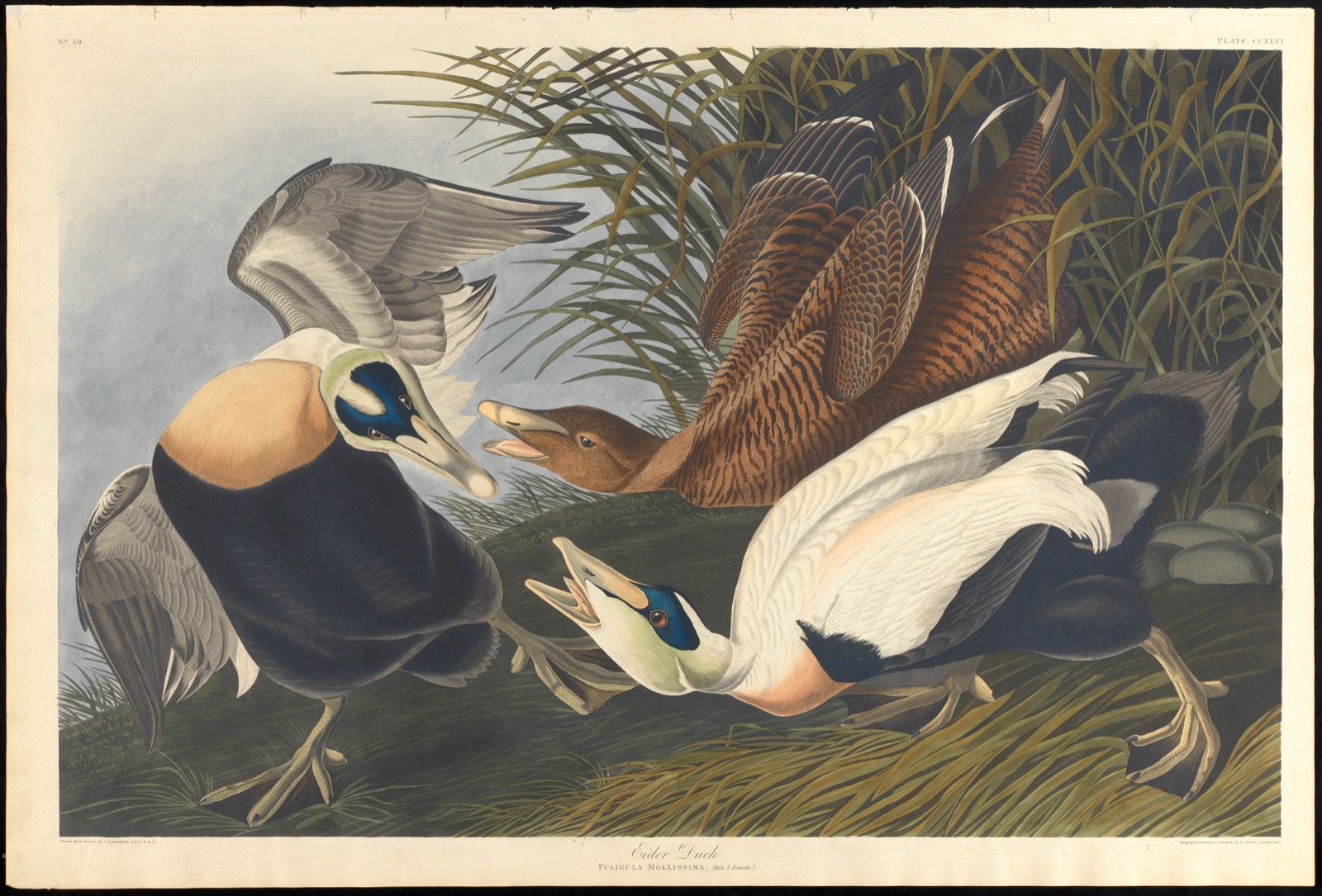 Eider duck — Audubon, John James, 1785-1851 (Artist); Havell, Robert, 1793-1878 (Engraver)