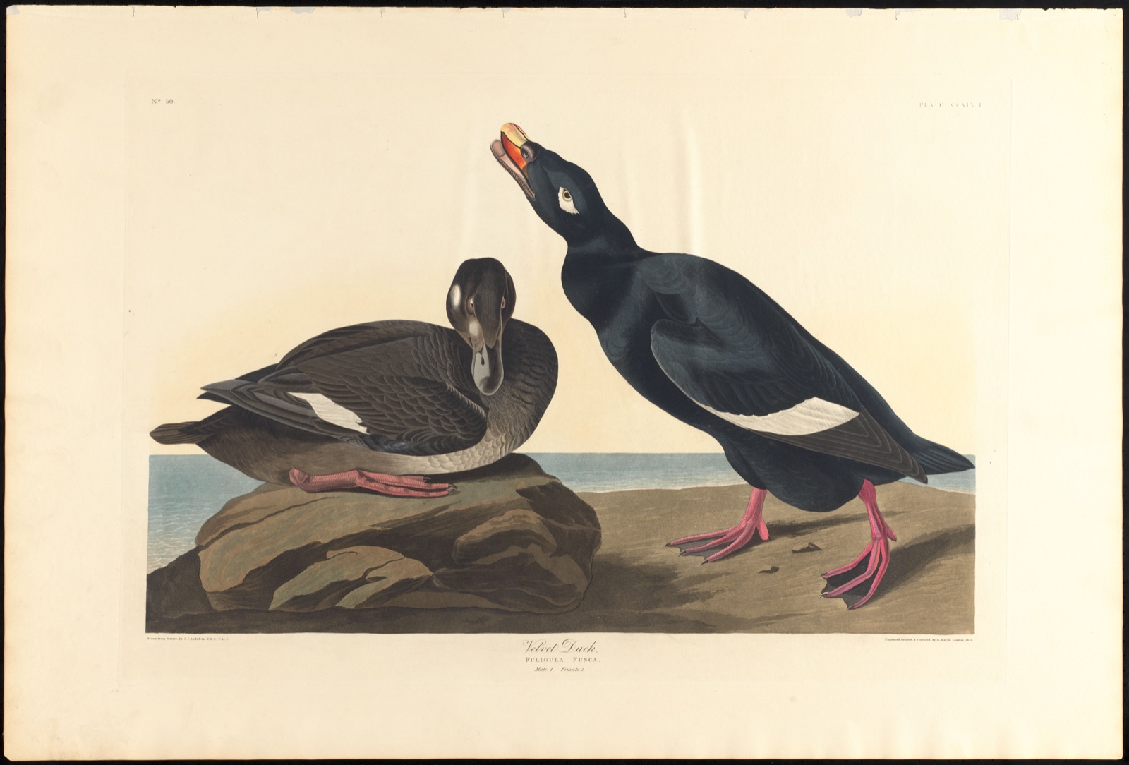 Velvet duck — Audubon, John James, 1785-1851 (Artist); Havell, Robert, 1793-1878 (Engraver)