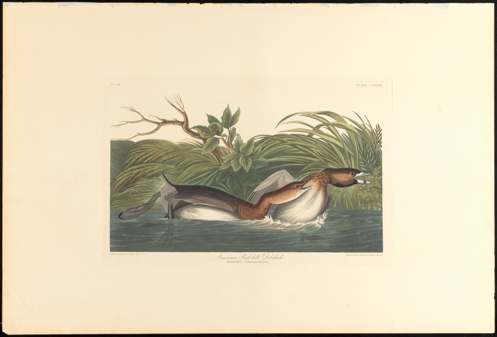 American pied-bill dobchick — Audubon, John James, 1785-1851 (Artist); Havell, Robert, 1793-1878 (Engraver)
