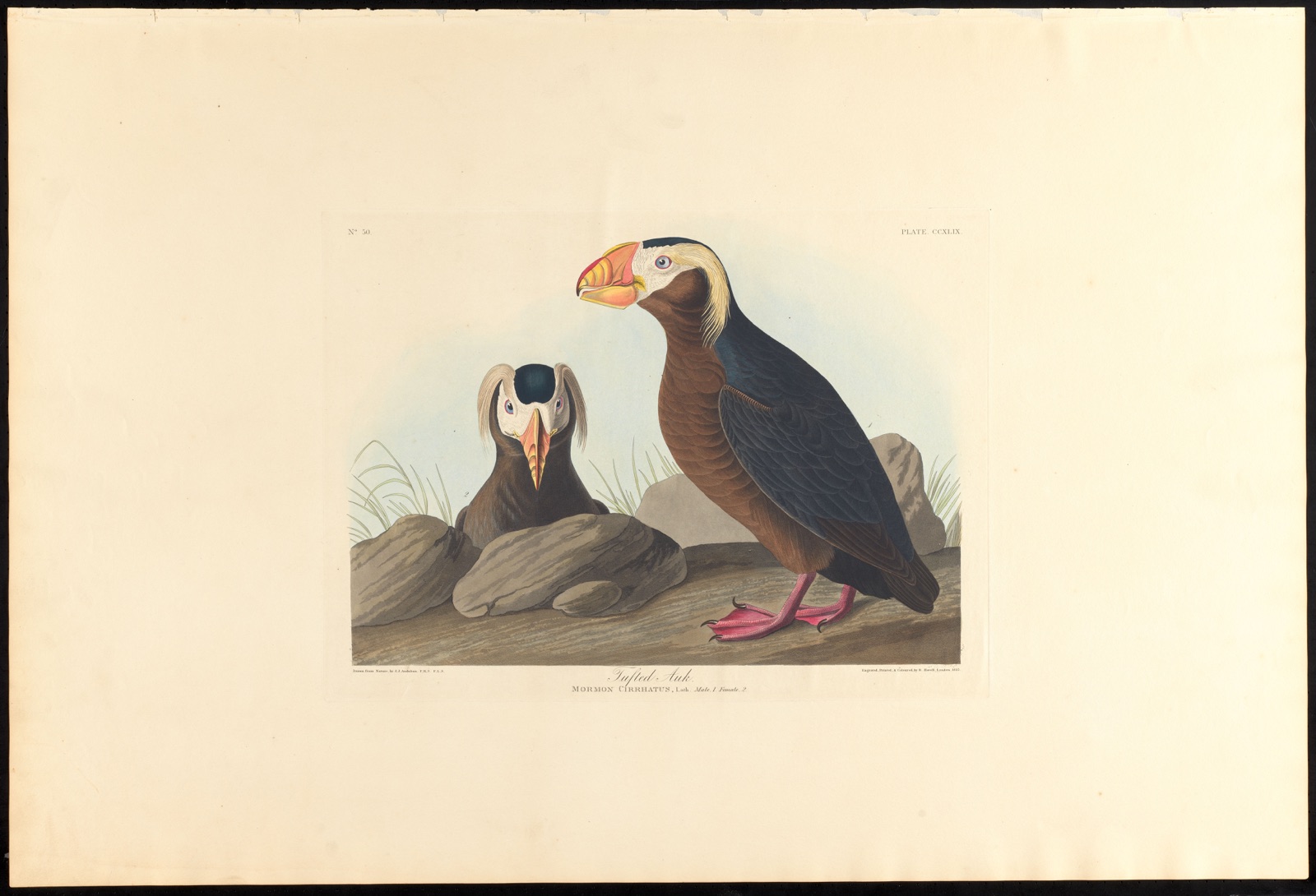 Tufted auk — Audubon, John James, 1785-1851 (Artist); Havell, Robert, 1793-1878 (Engraver)