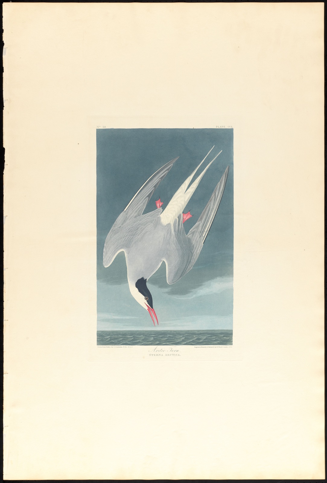 Arctic tern — Audubon, John James, 1785-1851 (Artist); Havell, Robert, 1793-1878 (Engraver)
