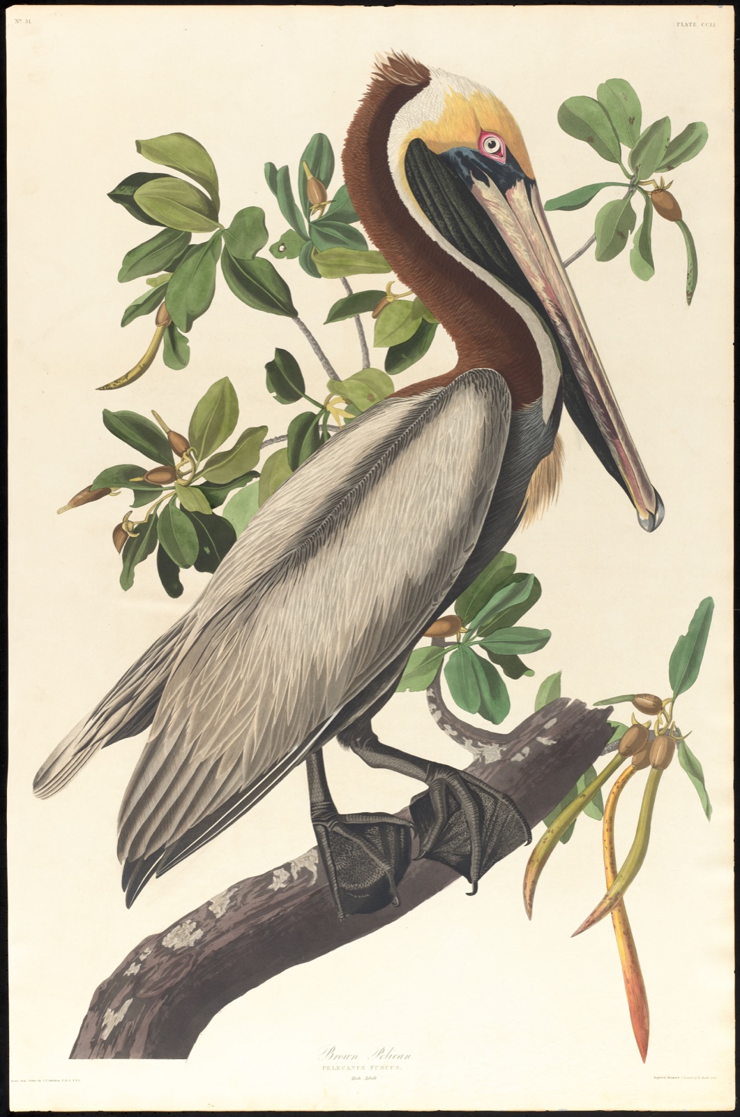 Brown pelican — Audubon, John James, 1785-1851 (Artist); Havell, Robert, 1793-1878 (Engraver)