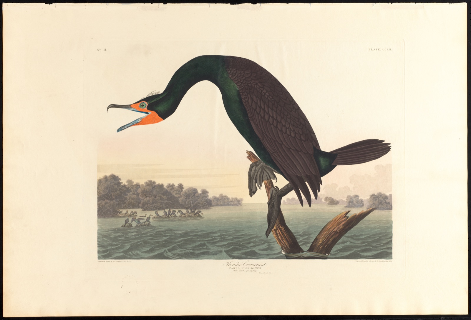 Florida cormorant — Audubon, John James, 1785-1851 (Artist); Havell, Robert, 1793-1878 (Engraver)