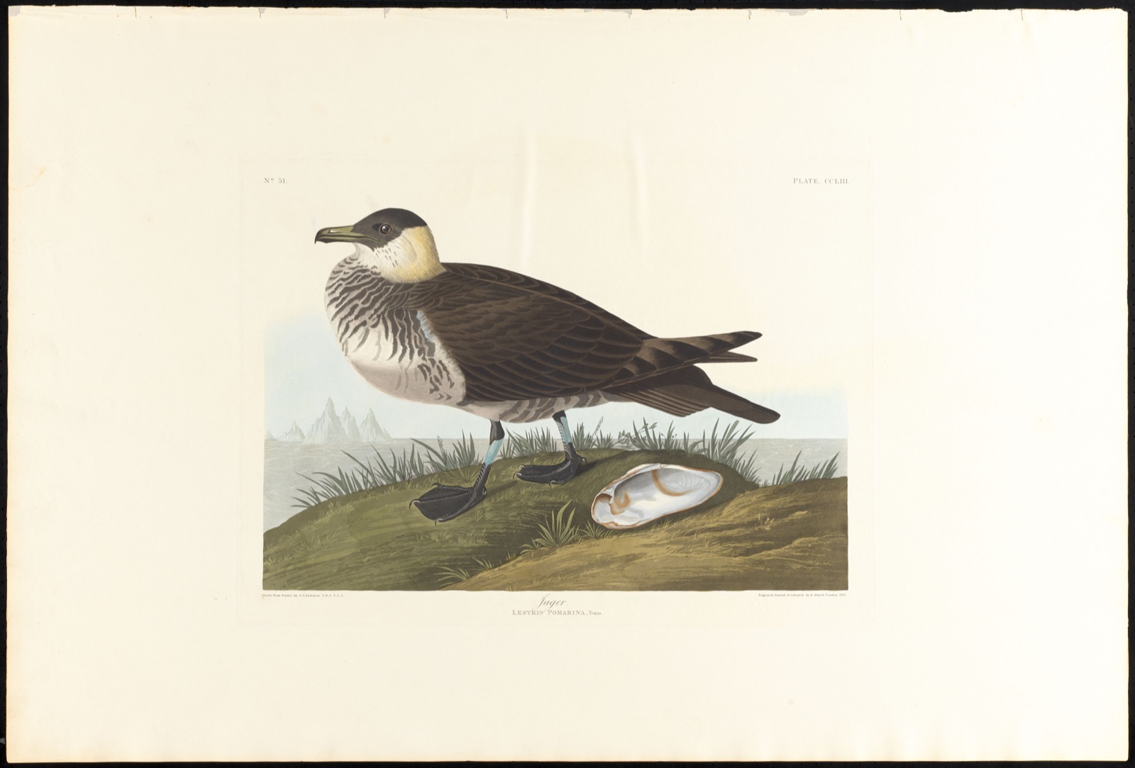 Jager — Audubon, John James, 1785-1851 (Artist); Havell, Robert, 1793-1878 (Engraver)