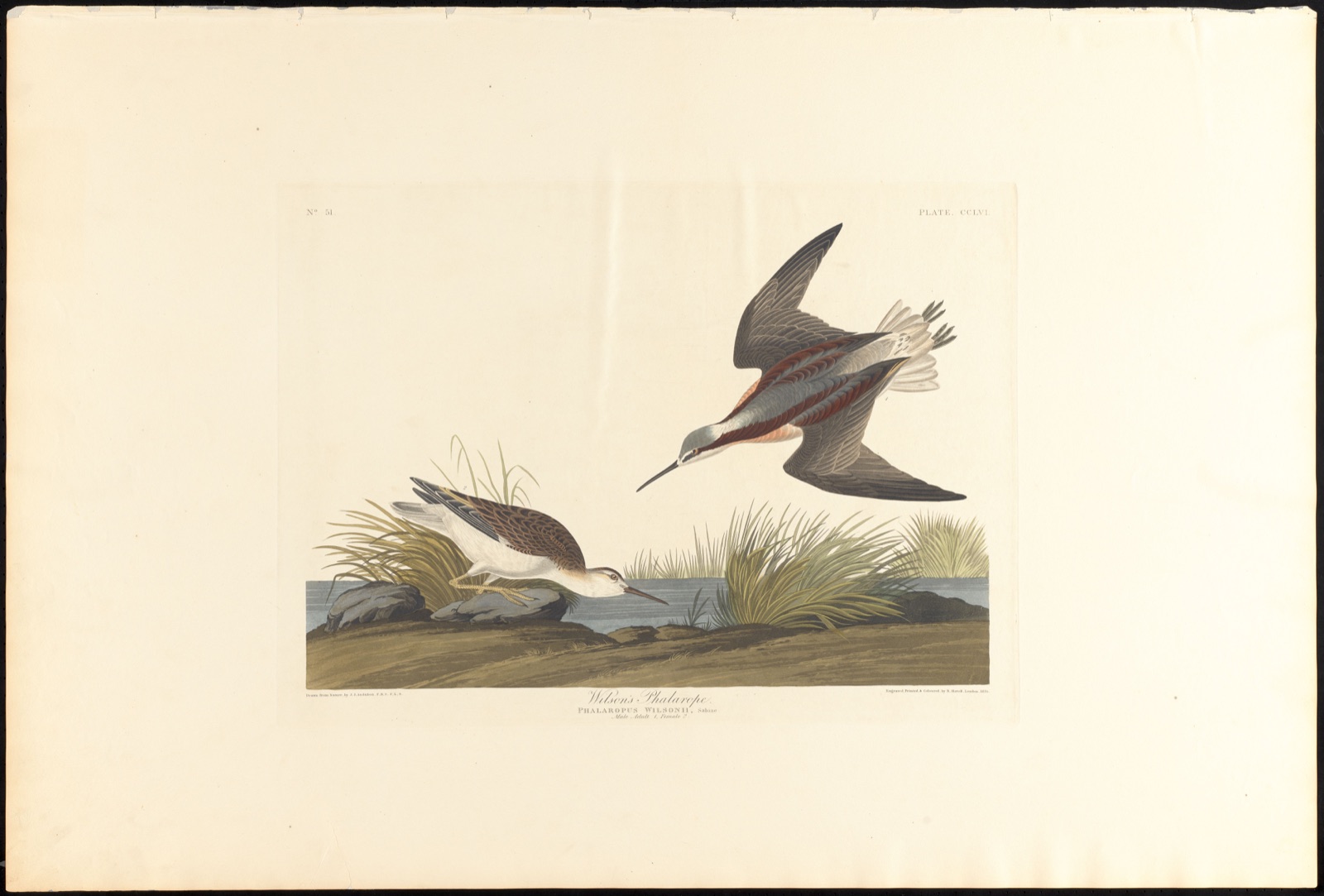 Wilson's phalarope — Audubon, John James, 1785-1851 (Artist); Havell, Robert, 1793-1878 (Engraver)