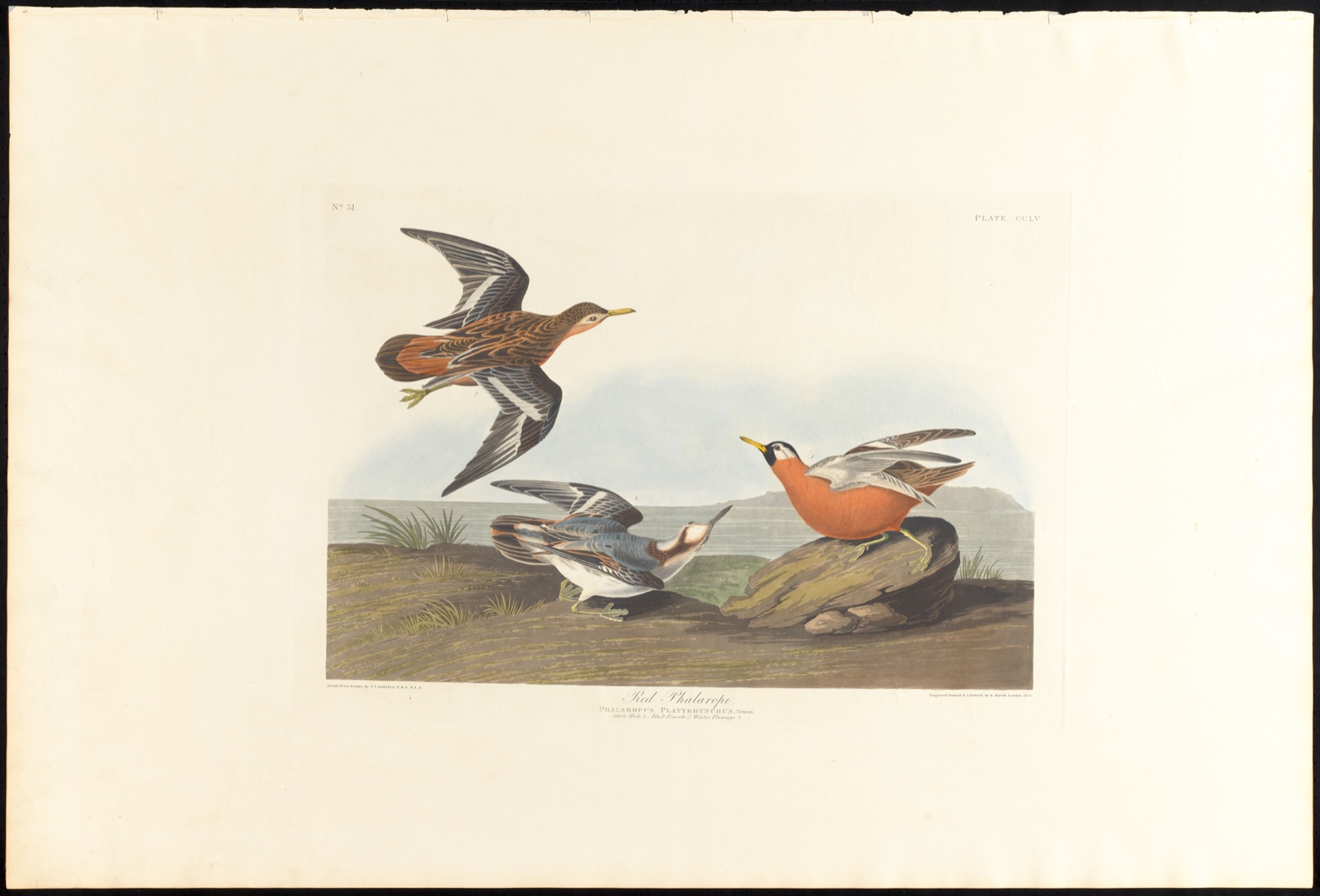 Red phalarope — Audubon, John James, 1785-1851 (Artist); Havell, Robert, 1793-1878 (Engraver)