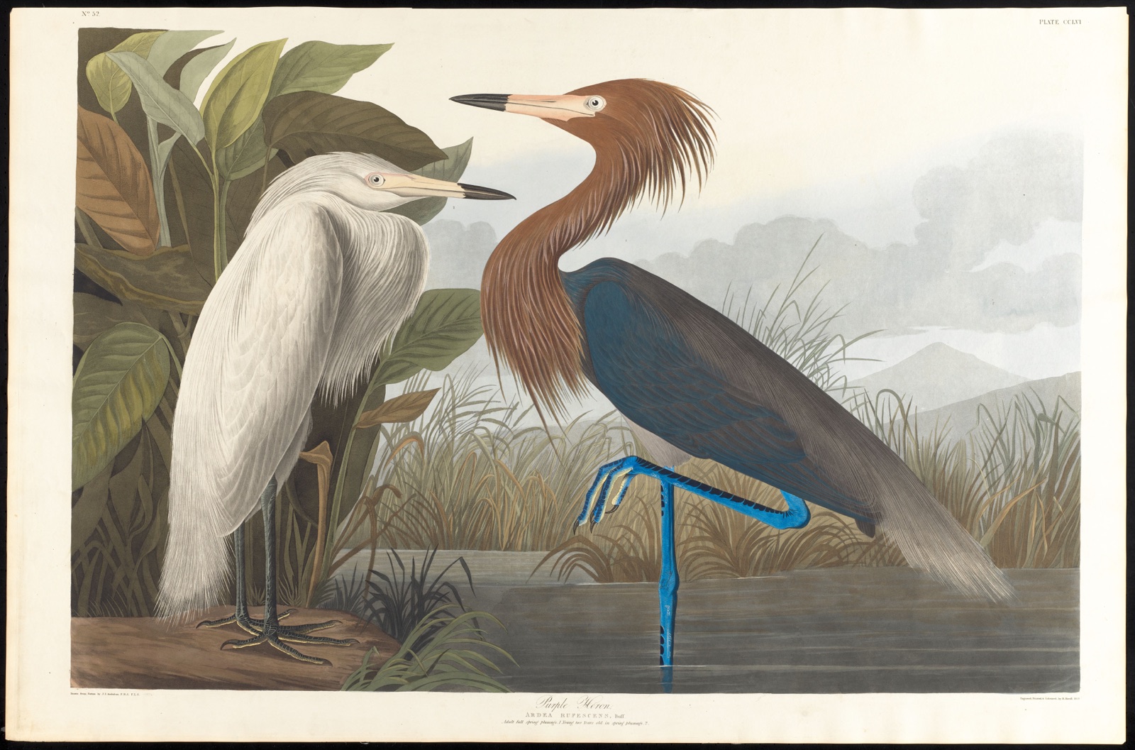 Purple heron — Audubon, John James, 1785-1851 (Artist); Havell, Robert, 1793-1878 (Engraver)