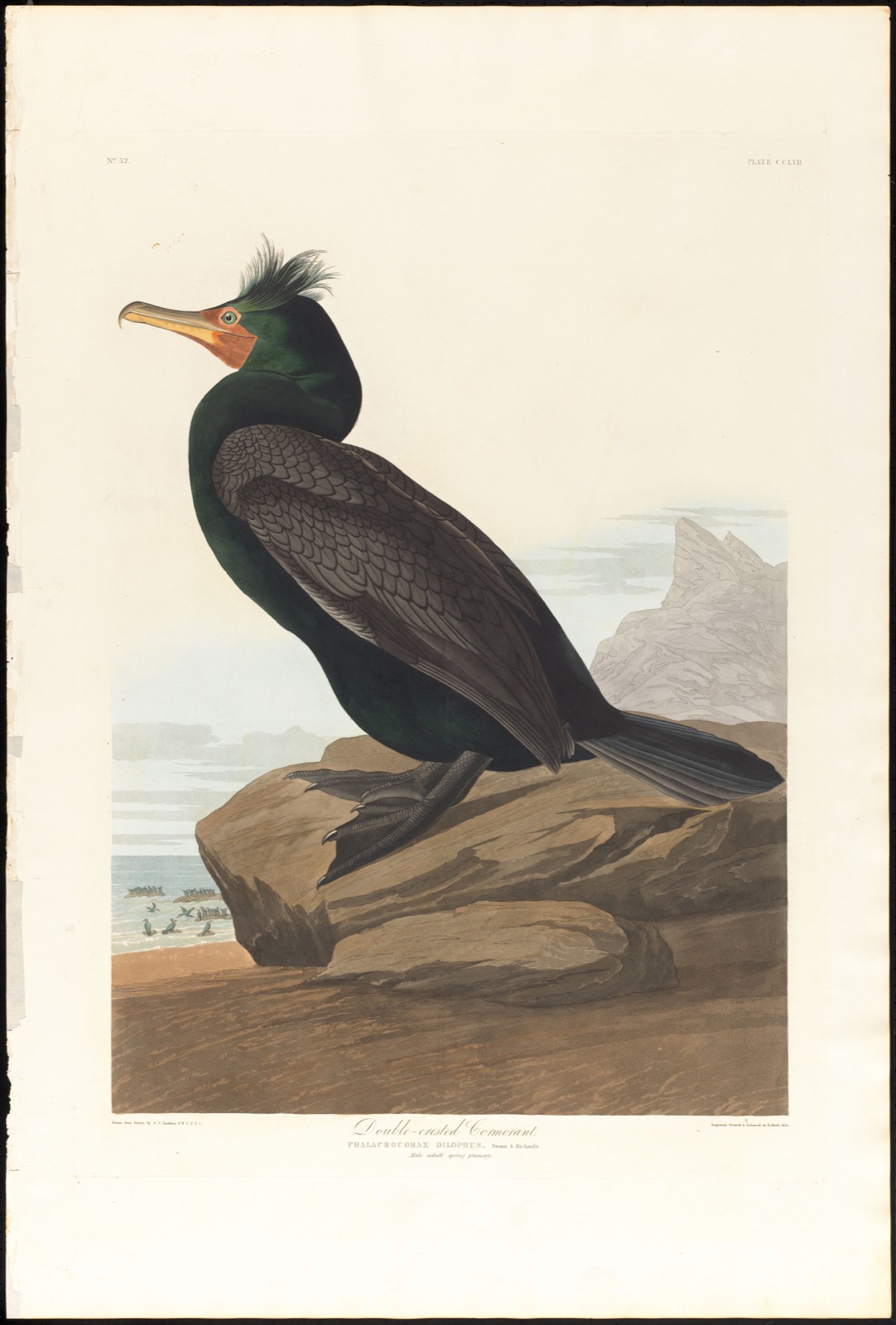 Double-crested cormorant — Audubon, John James, 1785-1851 (Artist); Havell, Robert, 1793-1878 (Engraver)
