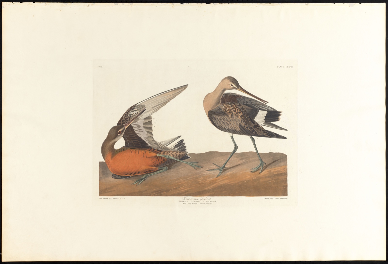 Hudsonian godwit — Audubon, John James, 1785-1851 (Artist); Havell, Robert, 1793-1878 (Engraver)