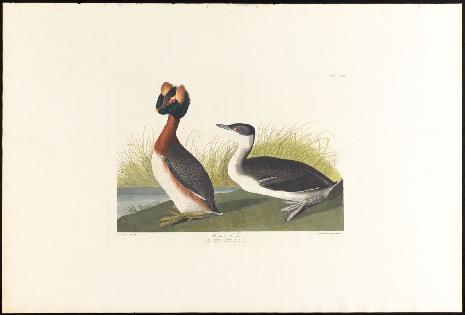 Horned grebe — Audubon, John James, 1785-1851 (Artist); Havell, Robert, 1793-1878 (Engraver)