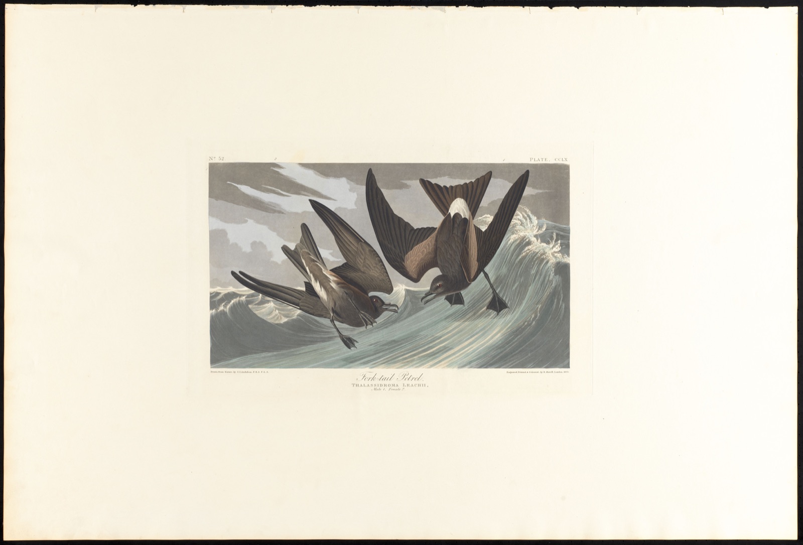 Fork-tail petrel — Audubon, John James, 1785-1851 (Artist); Havell, Robert, 1793-1878 (Engraver)