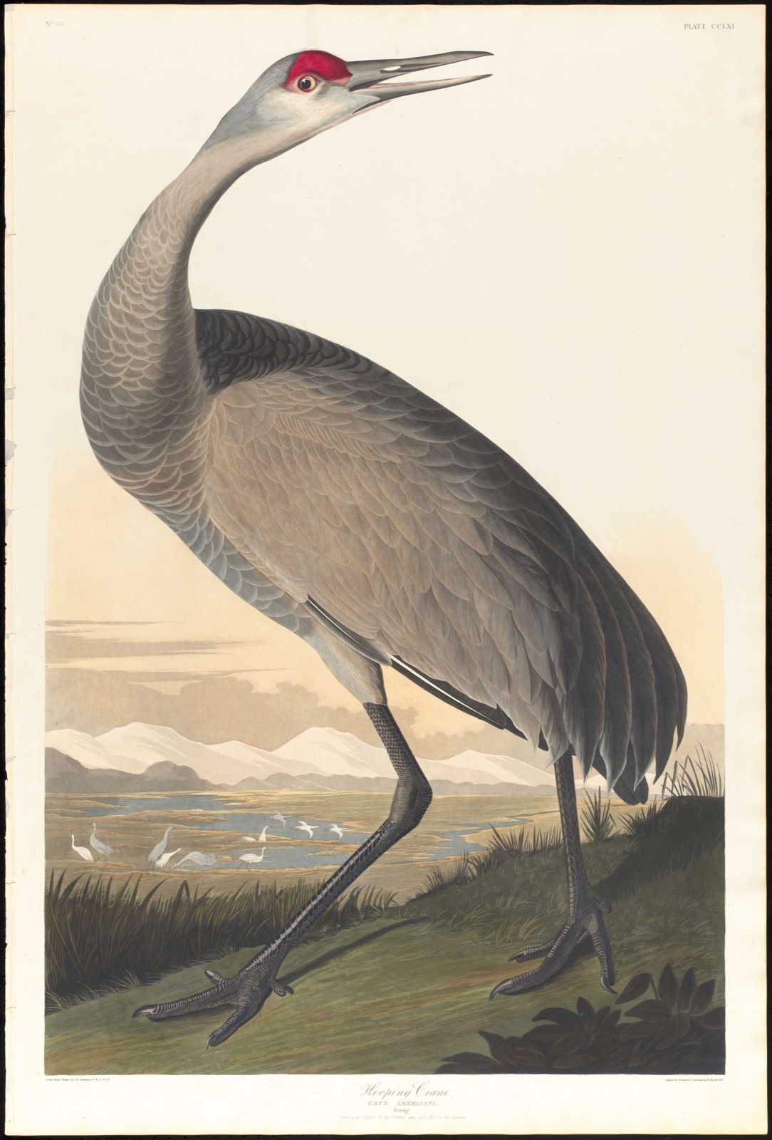 Whooping crane — Audubon, John James, 1785-1851 (Artist); Havell, Robert, 1793-1878 (Engraver)