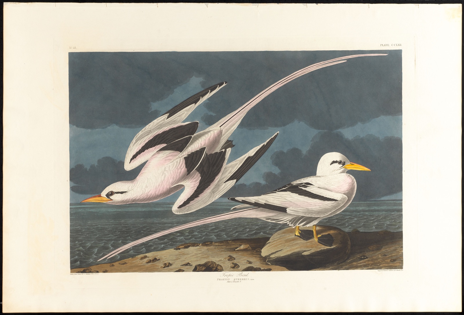 Tropic bird — Audubon, John James, 1785-1851 (Artist); Havell, Robert, 1793-1878 (Engraver)