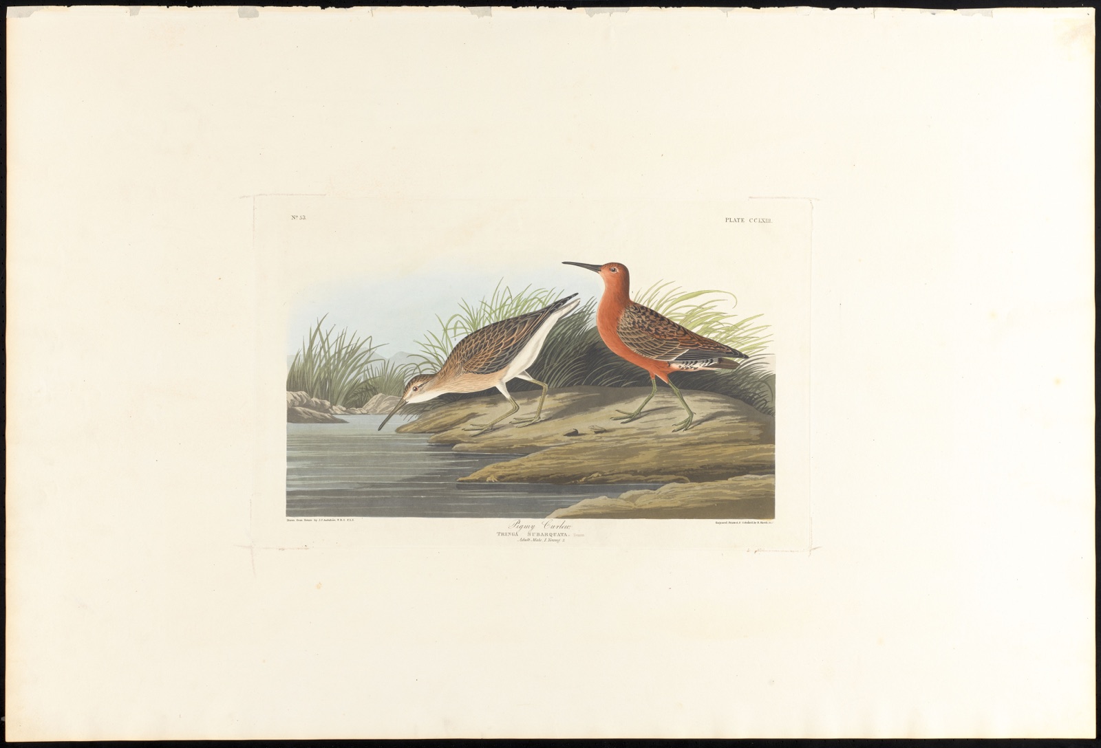 Pigmy curlew — Audubon, John James, 1785-1851 (Artist); Havell, Robert, 1793-1878 (Engraver)