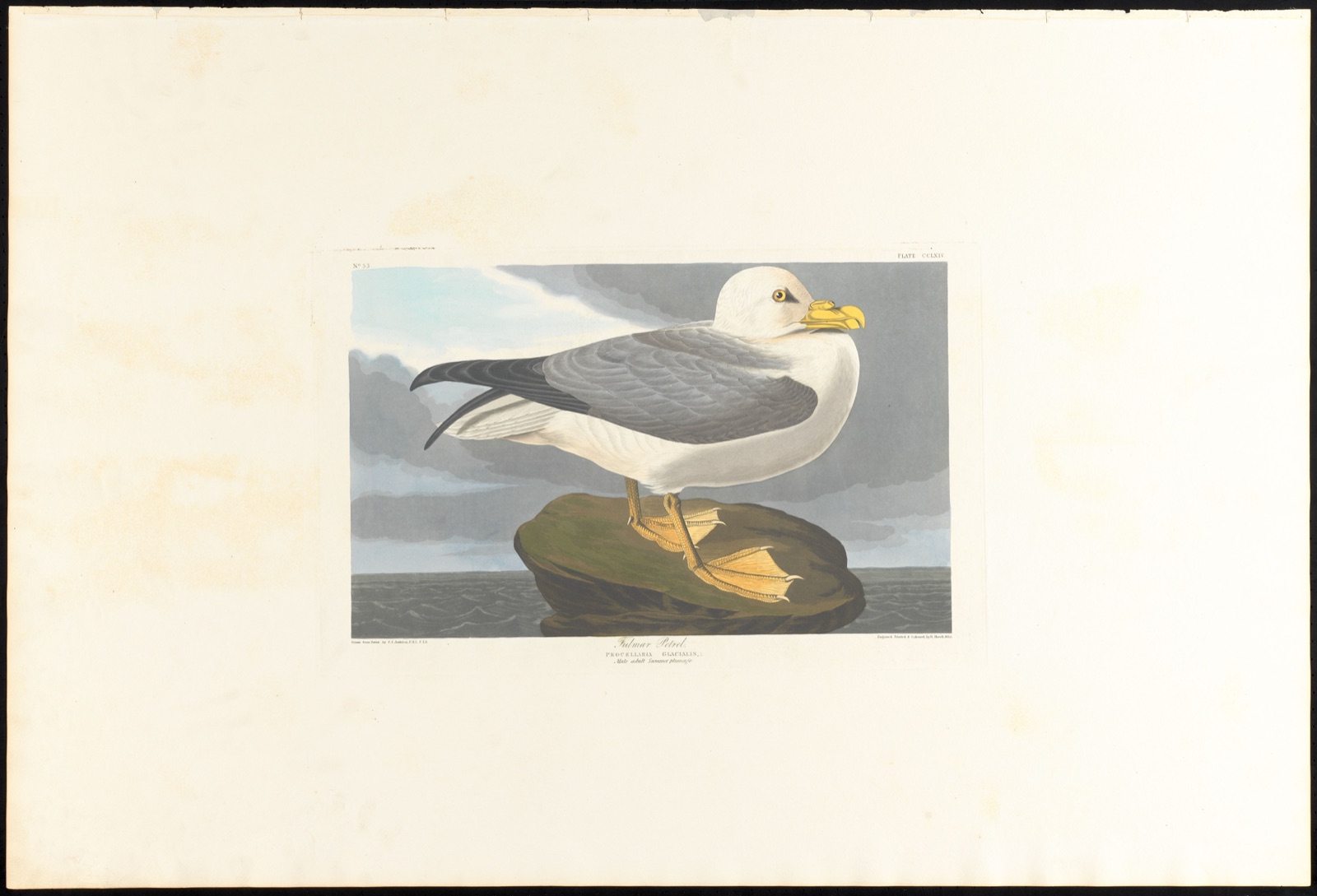 Fulmar petrel — Audubon, John James, 1785-1851 (Artist); Havell, Robert, 1793-1878 (Engraver)