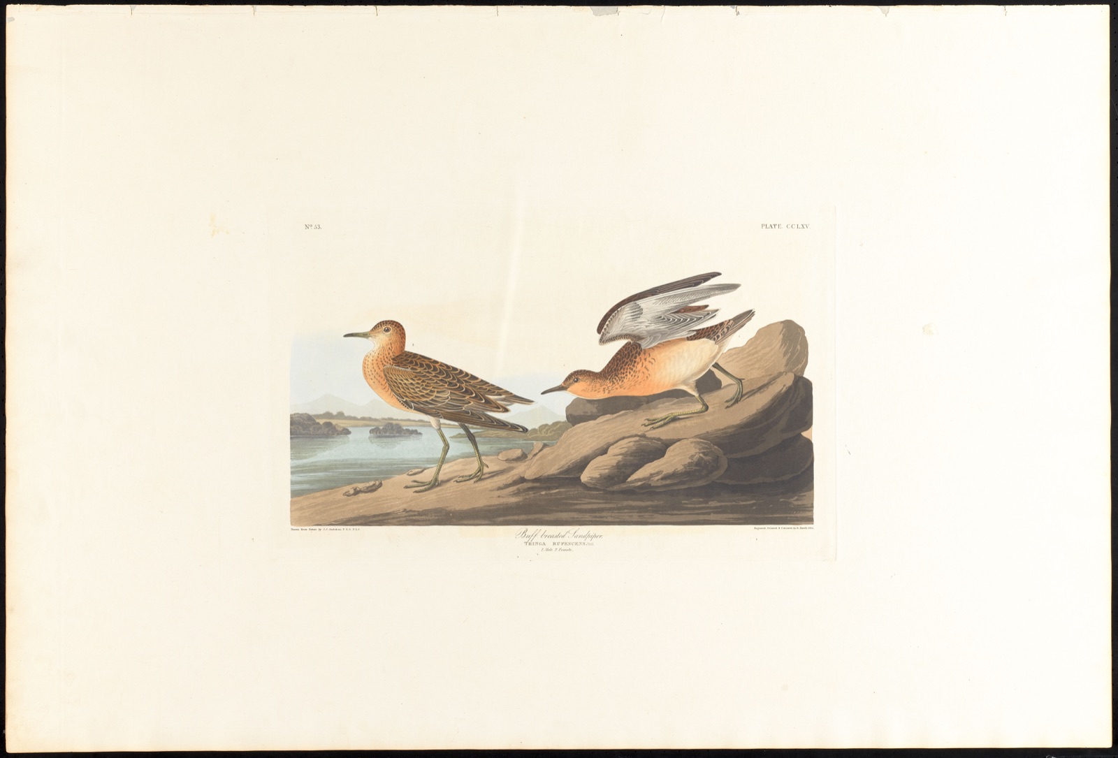 Buff breasted sandpiper — Audubon, John James, 1785-1851 (Artist); Havell, Robert, 1793-1878 (Engraver)