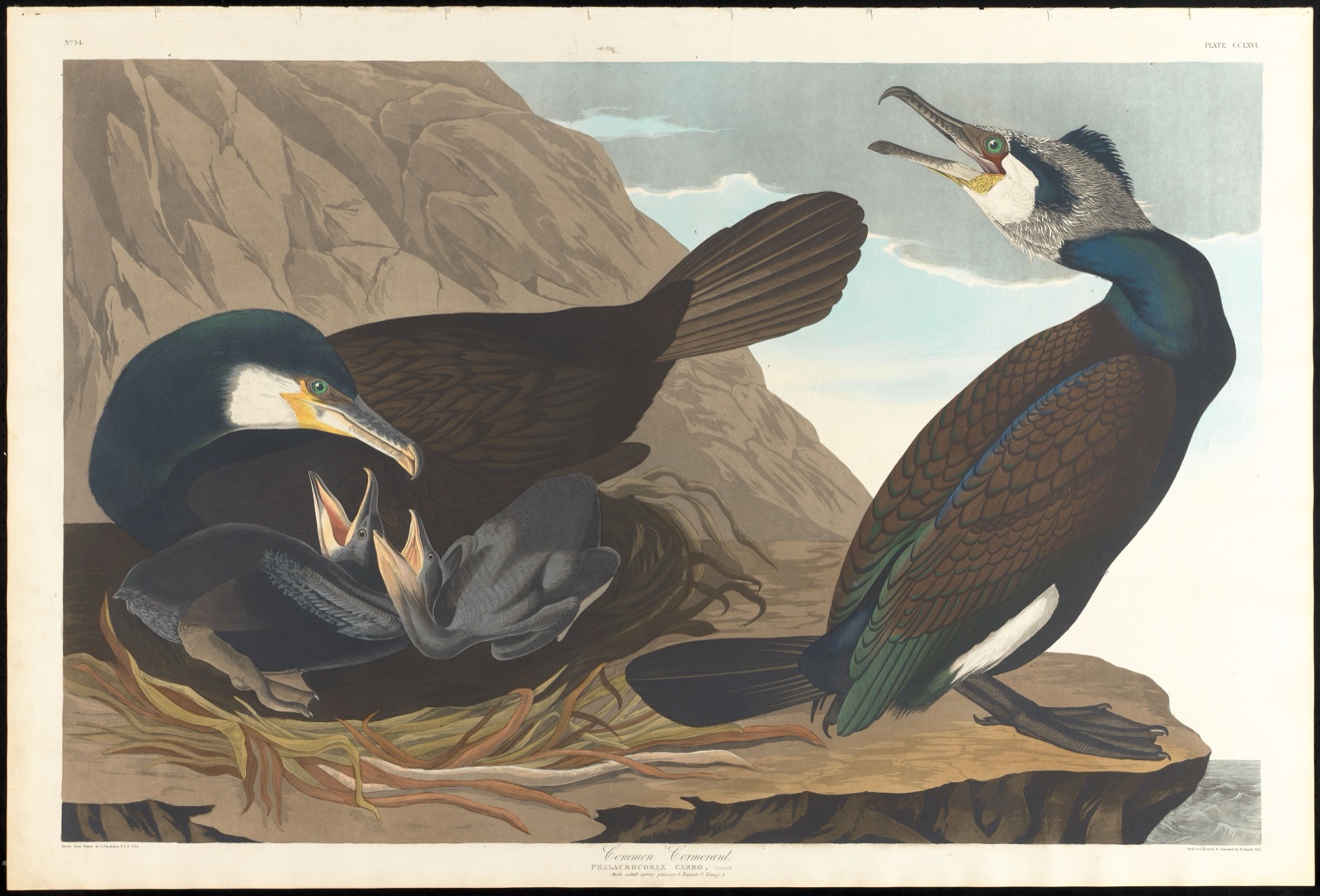 Common cormorant — Audubon, John James, 1785-1851 (Artist); Havell, Robert, 1793-1878 (Engraver)