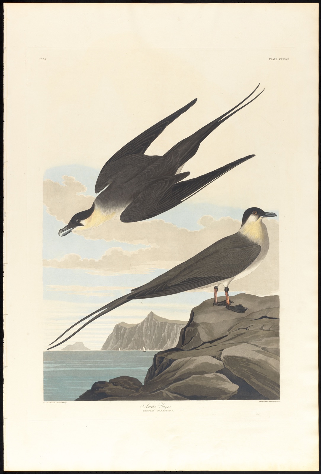 Arctic yager — Audubon, John James, 1785-1851 (Artist); Havell, Robert, 1793-1878 (Engraver)