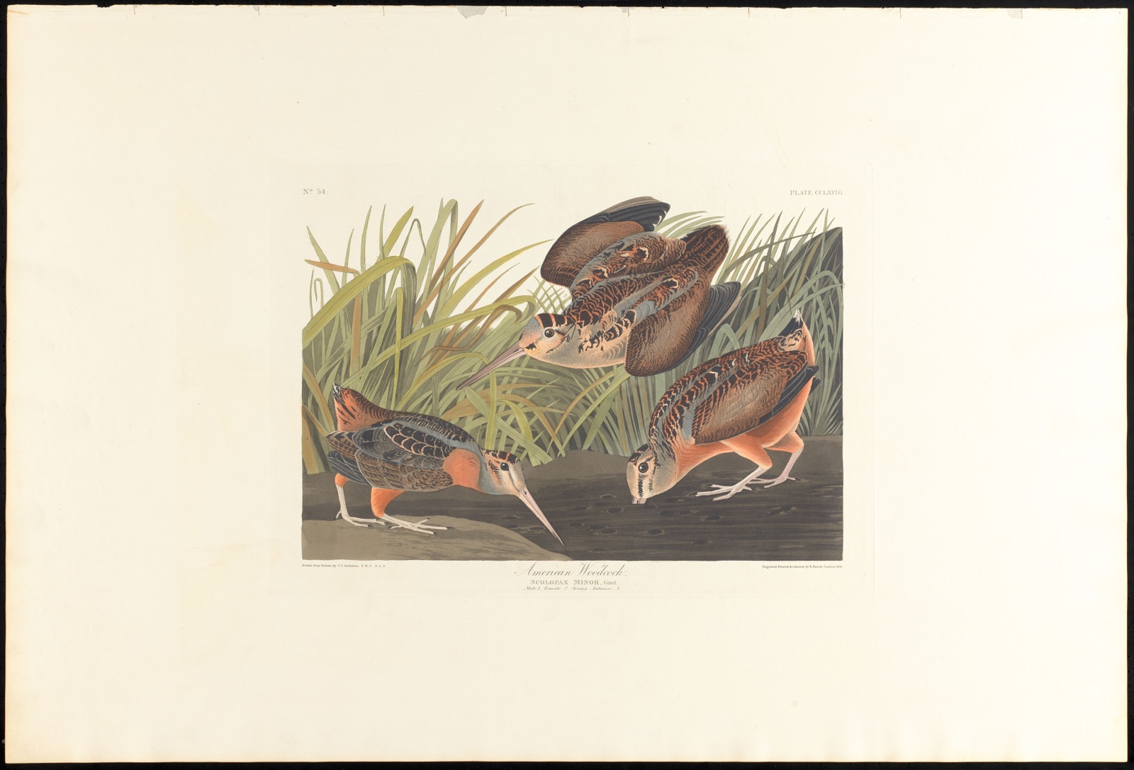 American woodcock — Audubon, John James, 1785-1851 (Artist); Havell, Robert, 1793-1878 (Engraver)