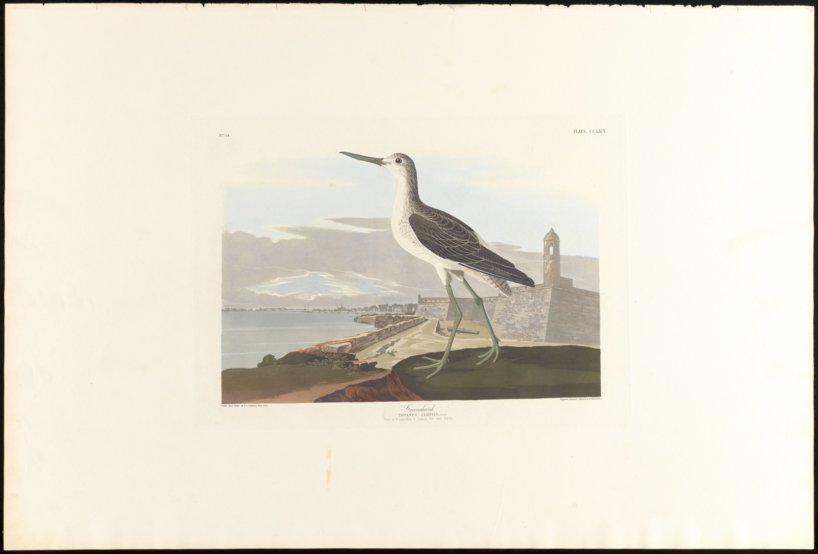 Greenshank — Audubon, John James, 1785-1851 (Artist); Havell, Robert, 1793-1878 (Engraver)