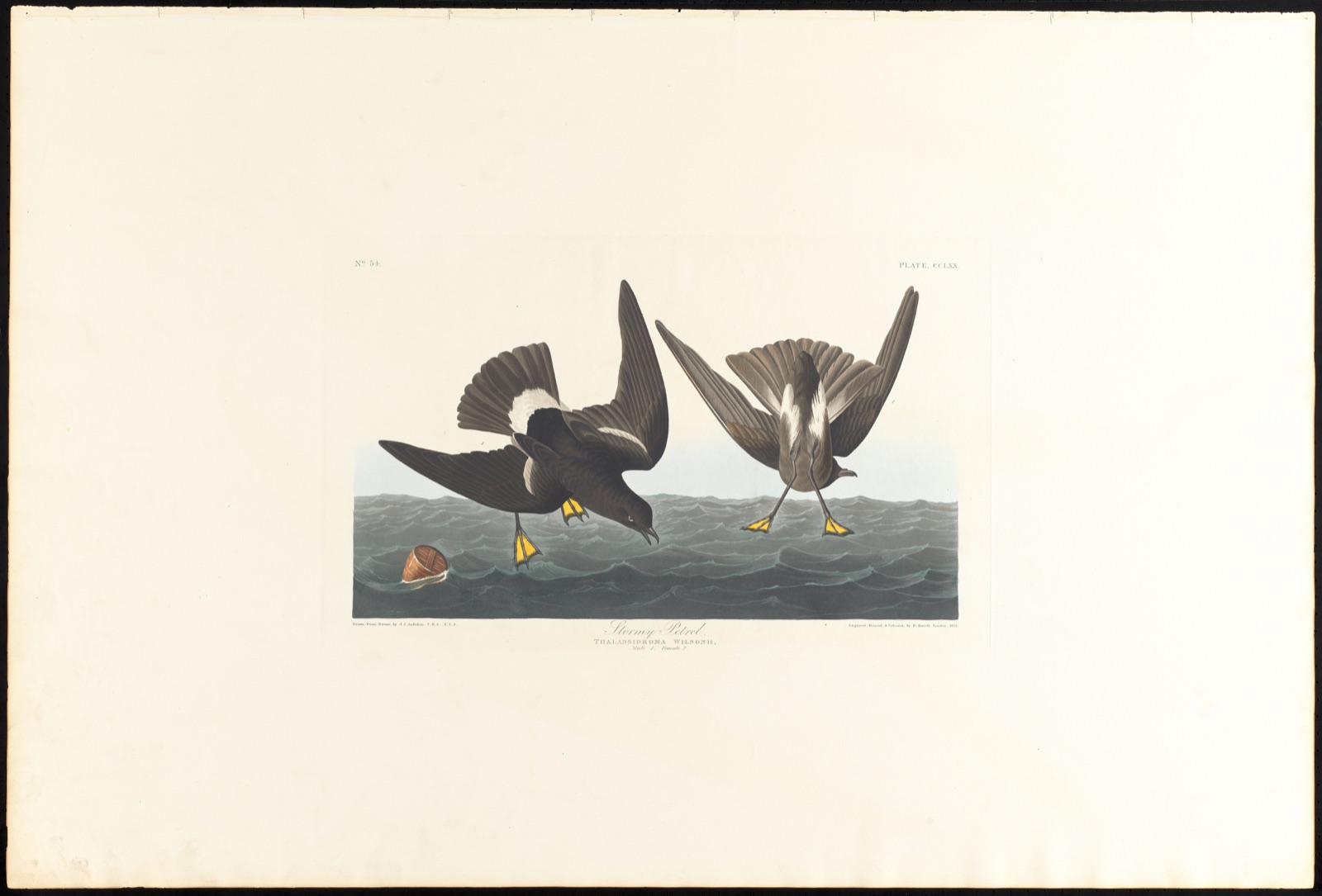 Stormy petrel — Audubon, John James, 1785-1851 (Artist); Havell, Robert, 1793-1878 (Engraver)
