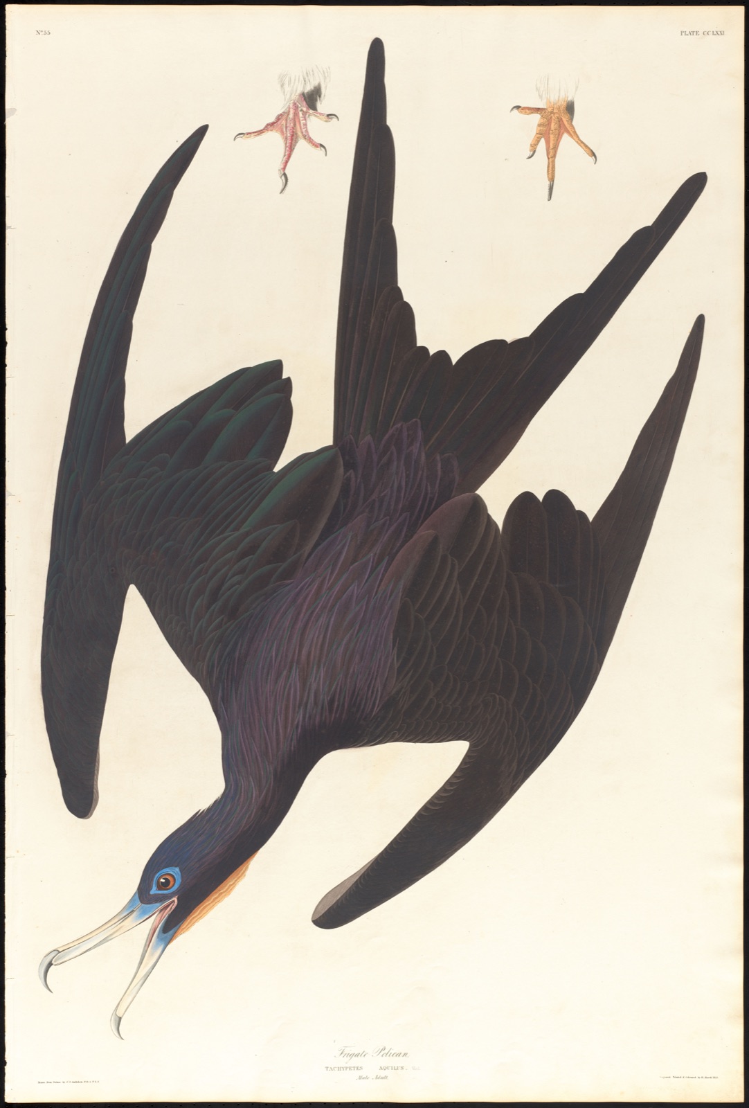 Frigate pelican — Audubon, John James, 1785-1851 (Artist); Havell, Robert, 1793-1878 (Engraver)
