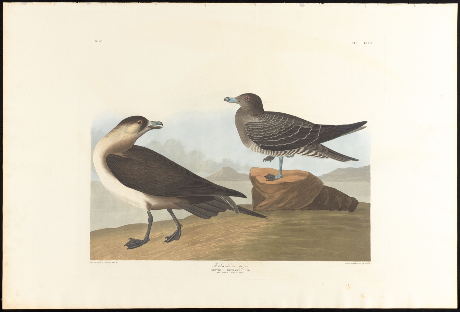 Richardson's jager — Audubon, John James, 1785-1851 (Artist); Havell, Robert, 1793-1878 (Engraver)