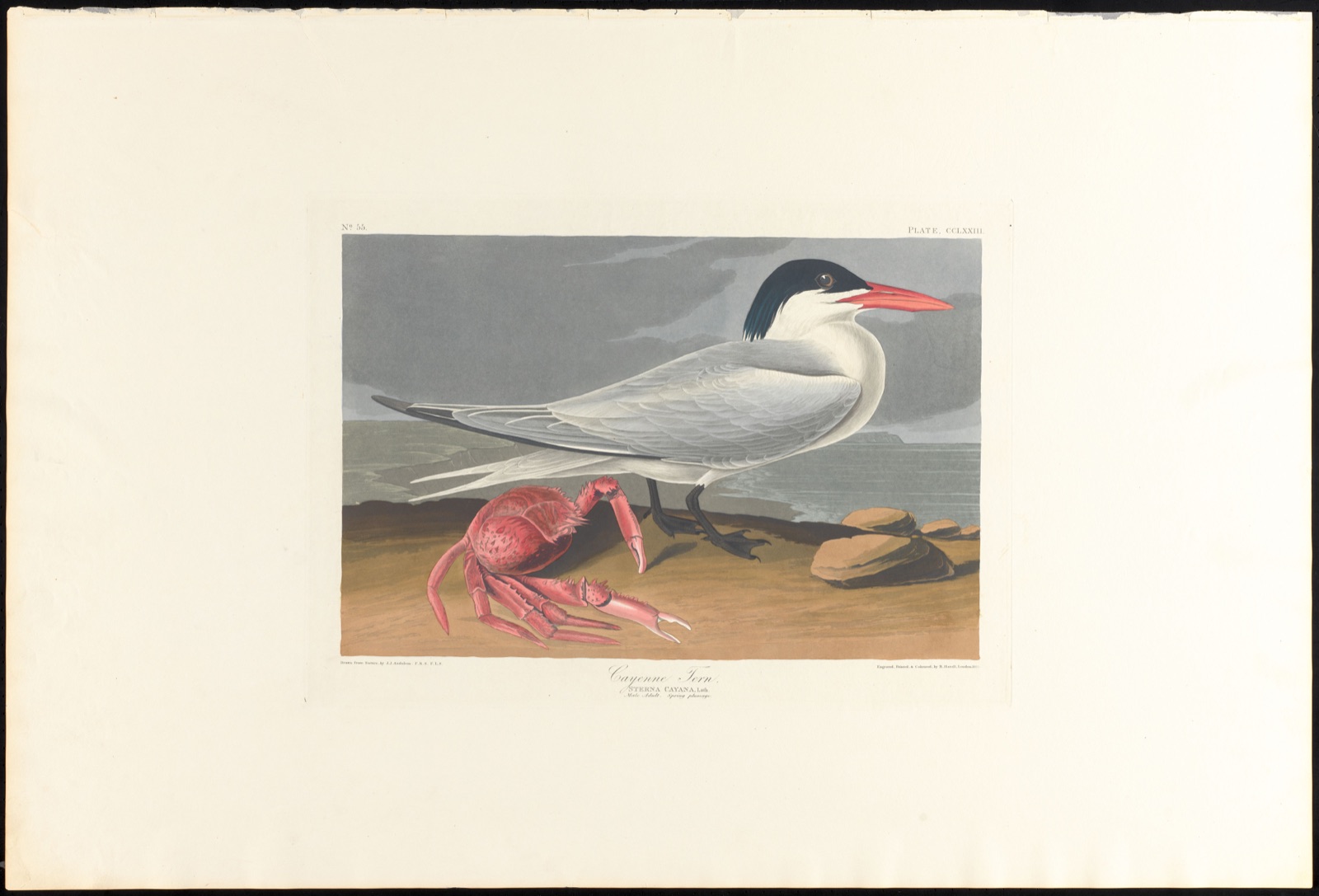 Cayenne tern — Audubon, John James, 1785-1851 (Artist); Havell, Robert, 1793-1878 (Engraver)