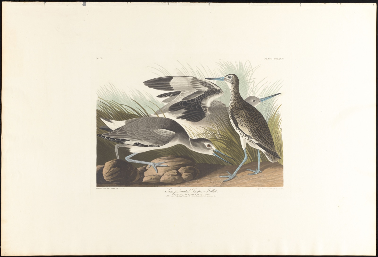 Semipalmated snipe or willet — Audubon, John James, 1785-1851 (Artist); Havell, Robert, 1793-1878 (Engraver)