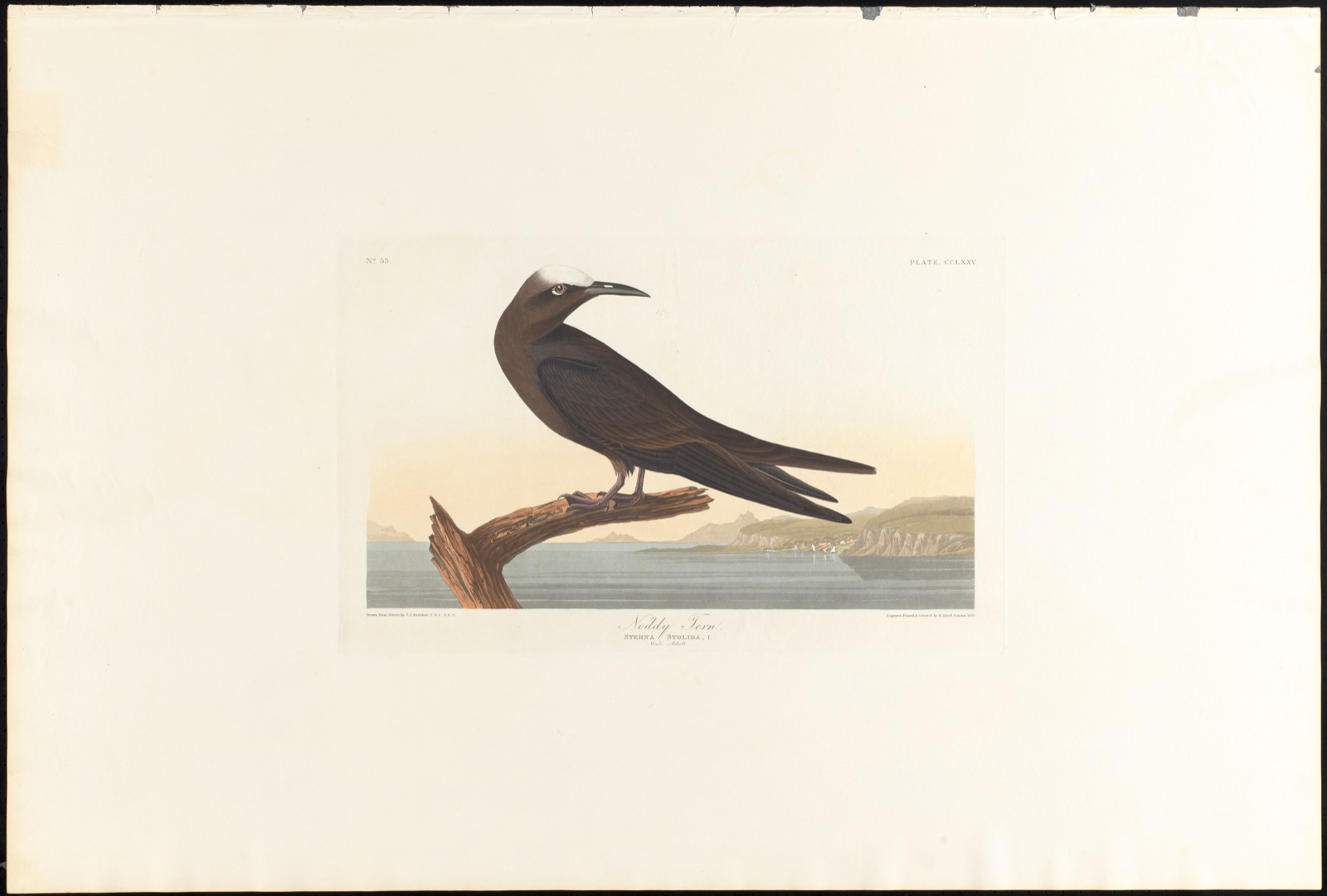 Noddy tern — Audubon, John James, 1785-1851 (Artist); Havell, Robert, 1793-1878 (Engraver)