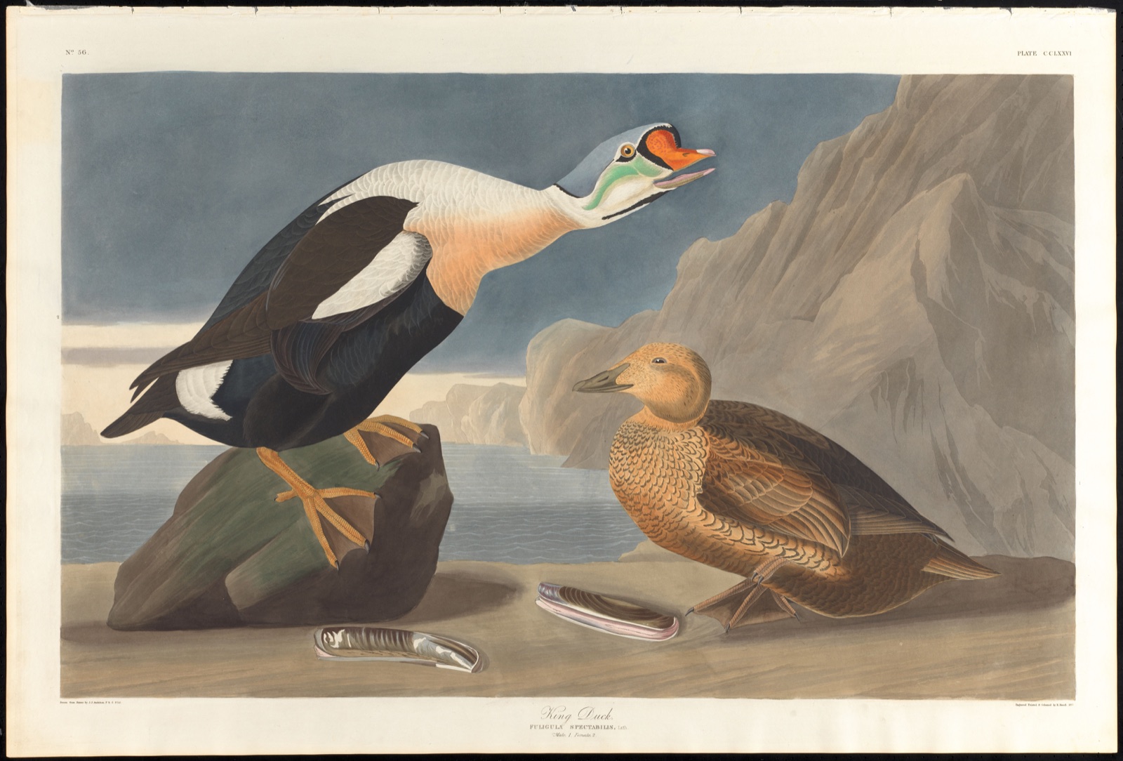 King duck — Audubon, John James, 1785-1851 (Artist); Havell, Robert, 1793-1878 (Engraver)