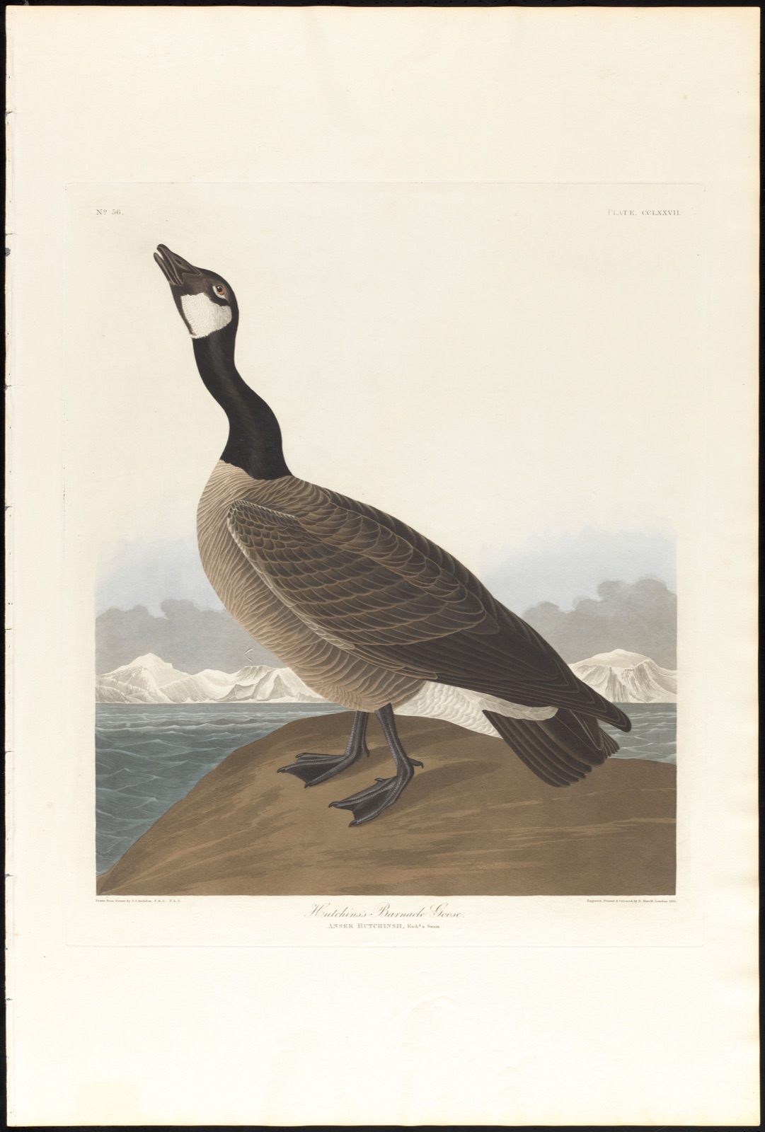 Hutchins's barnacle goose — Audubon, John James, 1785-1851 (Artist); Havell, Robert, 1793-1878 (Engraver)